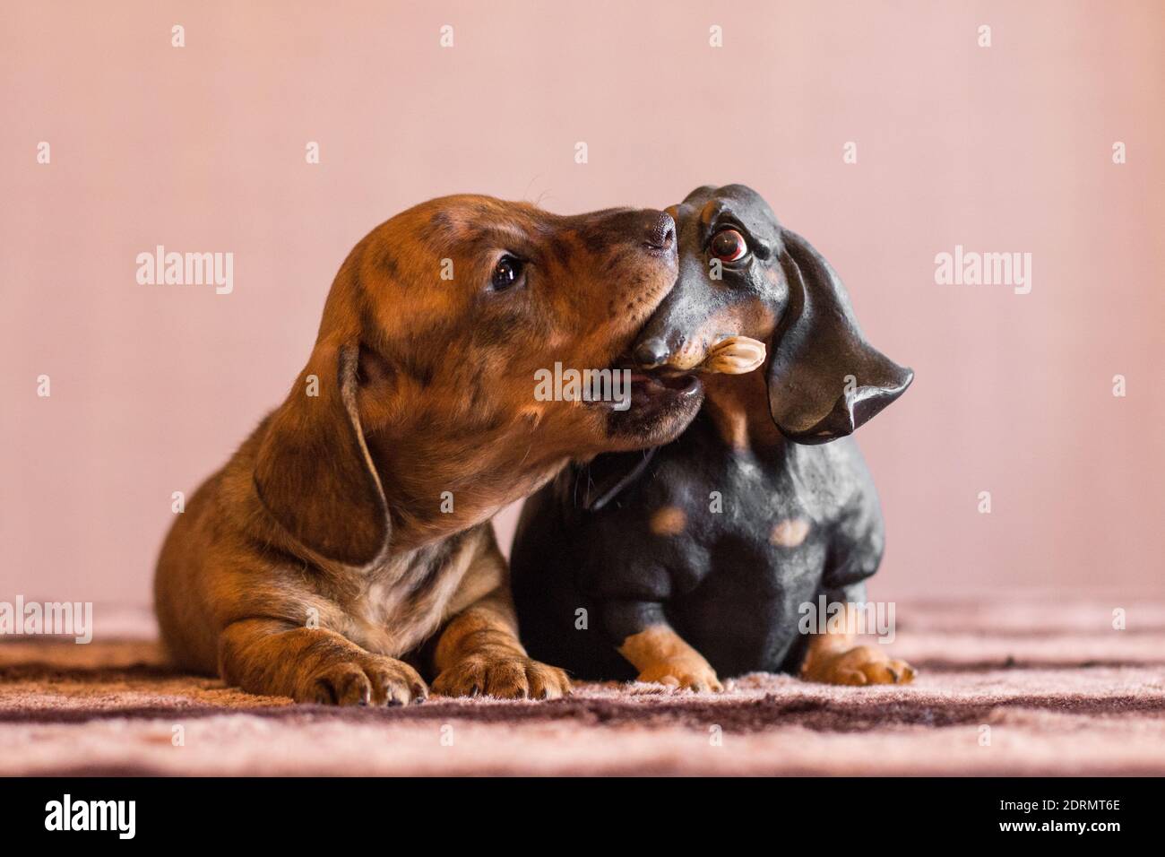 Brindle marrón dachshund cachorro captura negro divertido doxie figurina por su nariz sobre una mesa en el interior Foto de stock
