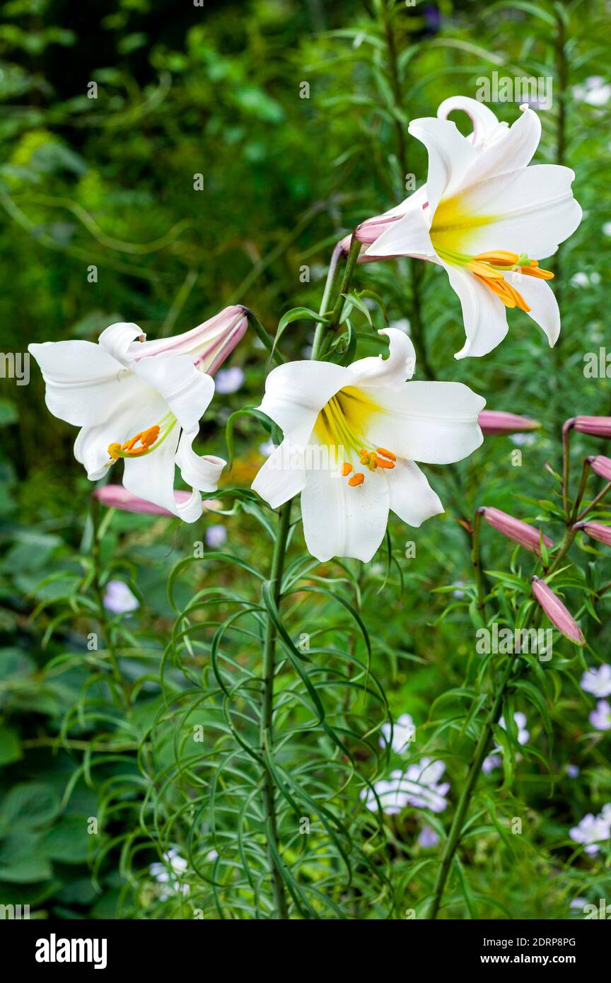 Lilium regale una planta de flores de verano de primavera blanca comúnmente  conocida como lirio real del rey o lirio regal, imagen de la foto de stock  Fotografía de stock - Alamy