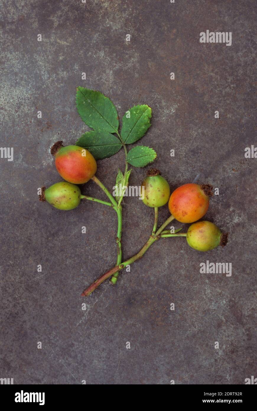 Cinco rosehips en dos tallos de Rosa Perro o Rosa Canina cambiando de verde a naranja sobre metal Foto de stock