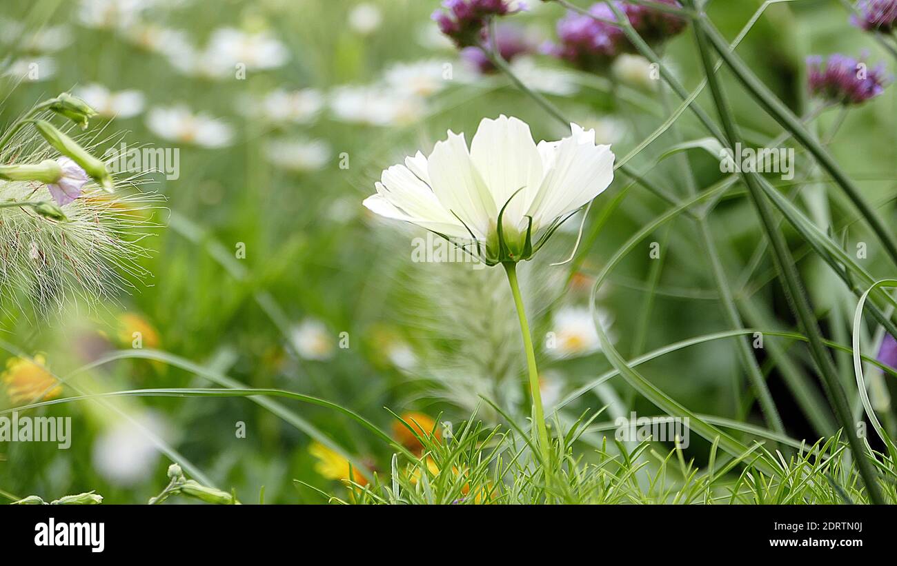 Cierre de la planta con flores blancas en el campo Fotografía de stock -  Alamy