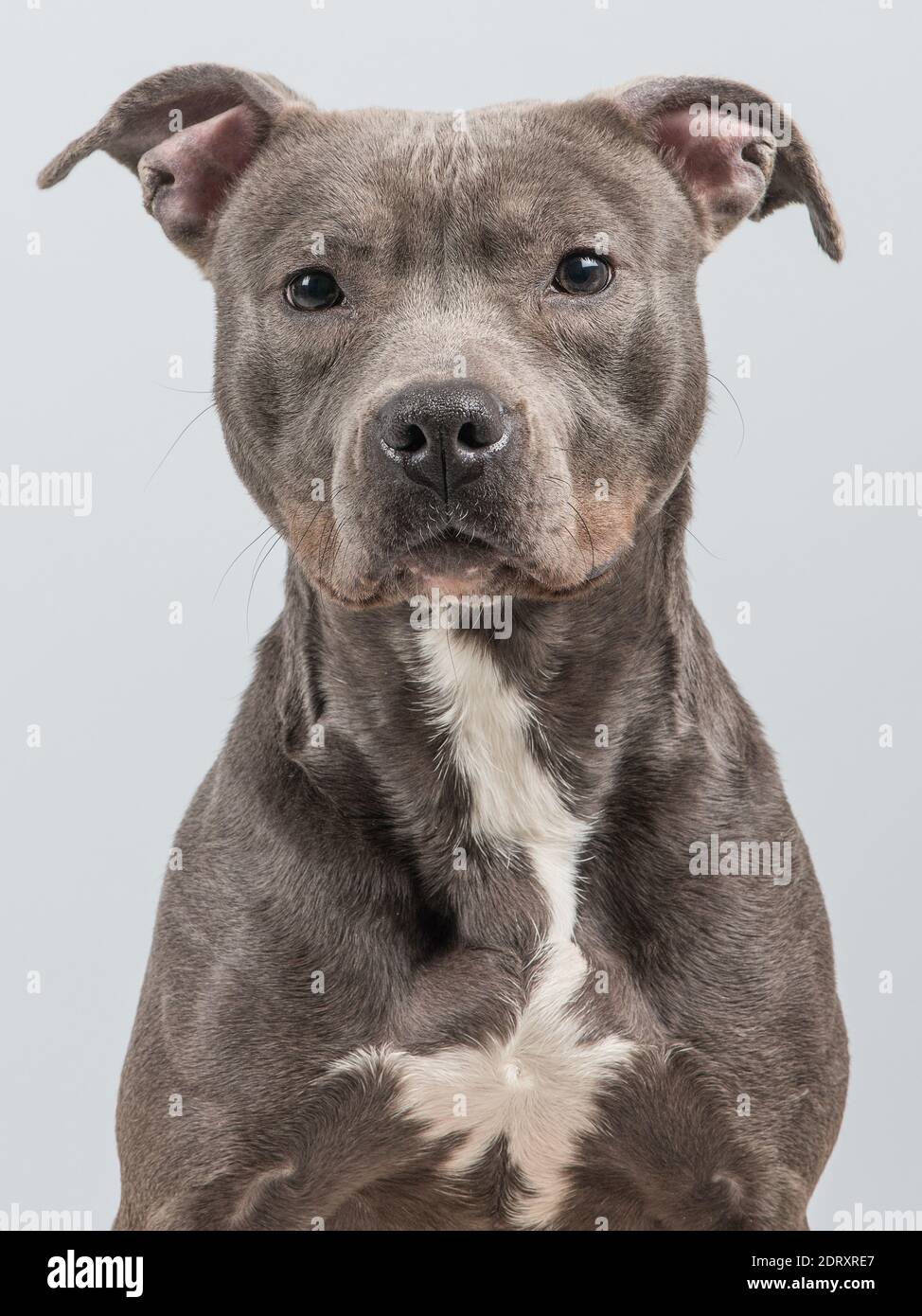 Retrato De Un Pitbull Terrier Gris En Un Fondo Gris Fotografia De Stock Alamy