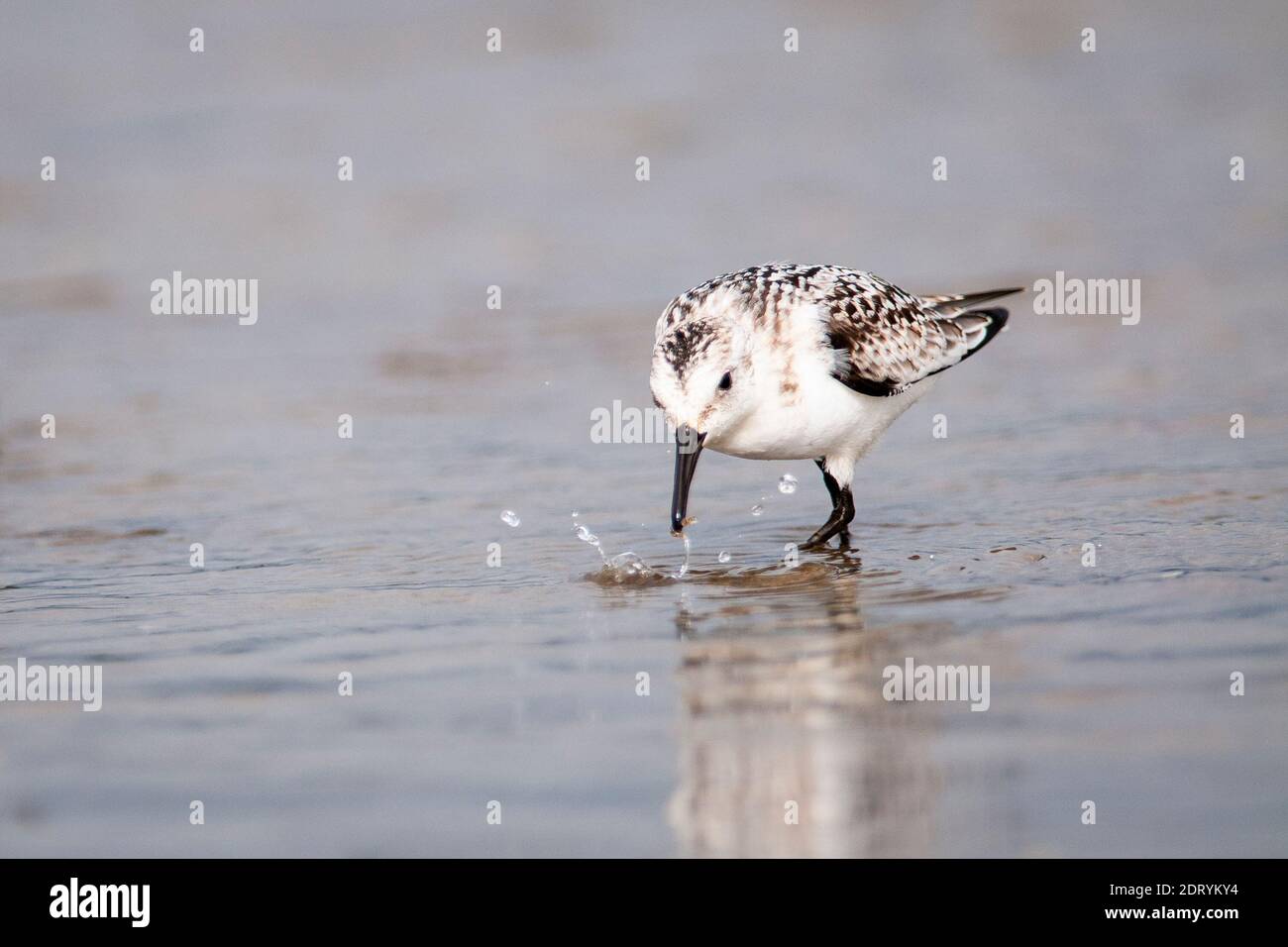 Sanderling caza de aves para comer a lo largo de las orillas del río San Lorenzo Foto de stock