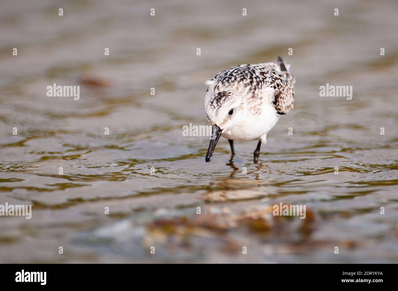 Sanderling caza de aves para comer a lo largo de las orillas del río San Lorenzo Foto de stock