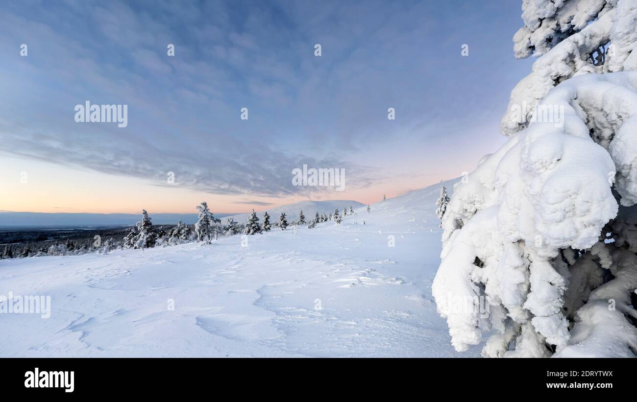 Paisaje de invierno medio en el Parque Nacional Pallas Yllas de la Laponia finlandesa. Mientras que el sol no se eleva, por pocas horas la luz es hermosa. Foto de stock