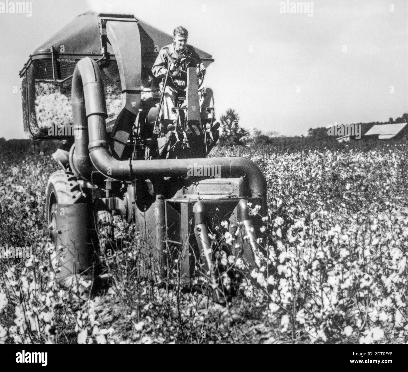 Foto de archivo en blanco y negro de la década de 1950 que muestra el campo de algodón de cosecha de la cosechadora de algodón / peladora mecánica, Estados Unidos Foto de stock