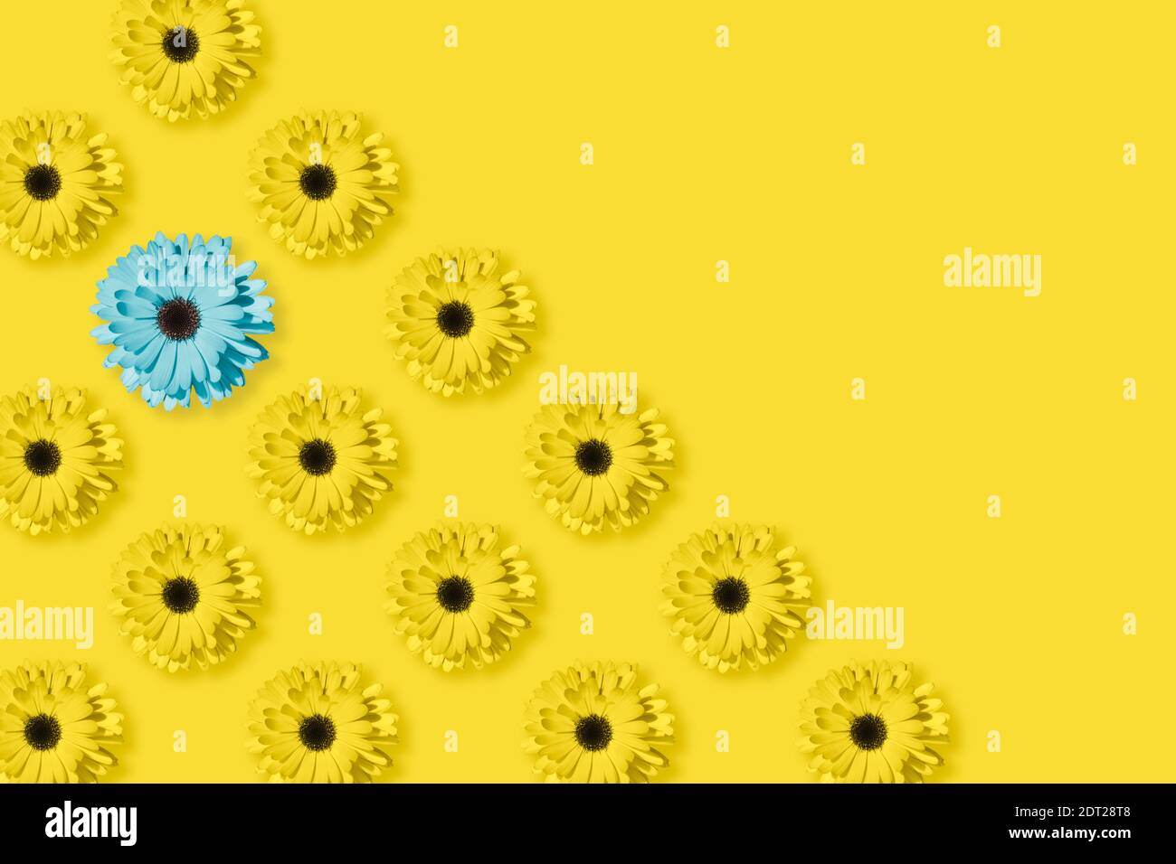 Margaritas, manzanilla o flor de gerbera aisladas sobre fondo amarillo  iluminante. Diseño de arte pop, concepto creativo único. Patrón floral con  azul y Fotografía de stock - Alamy