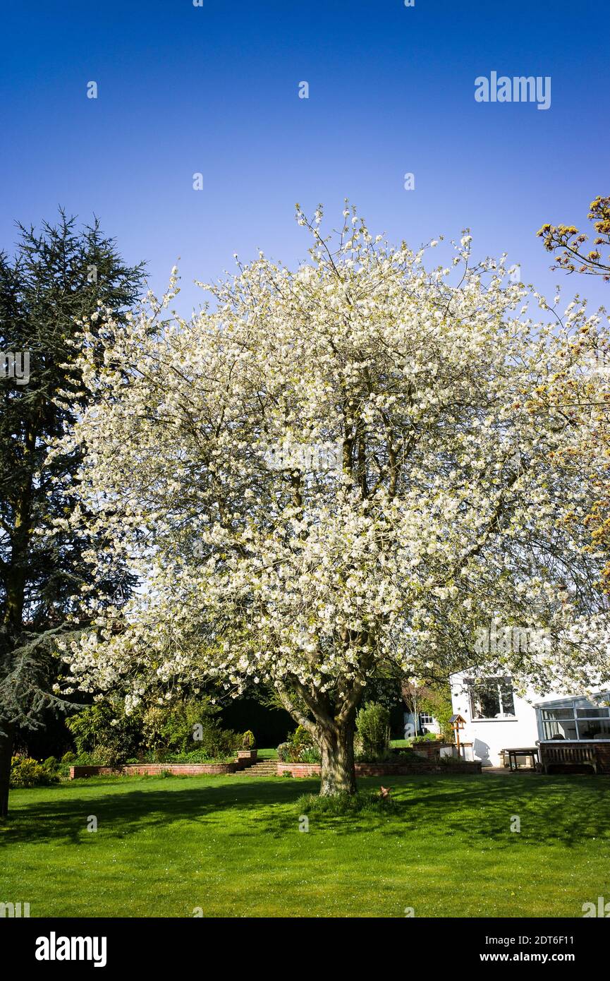 Prunus avium en flor en primavera en un inglés jardín en el Reino Unido Foto de stock