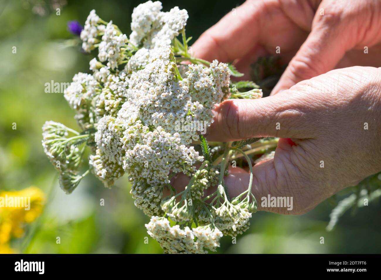 Yarrow común, milfoil (Achillea millefolium), cosecha de yarrow, yarrow floreciente se escoge, Alemania Foto de stock