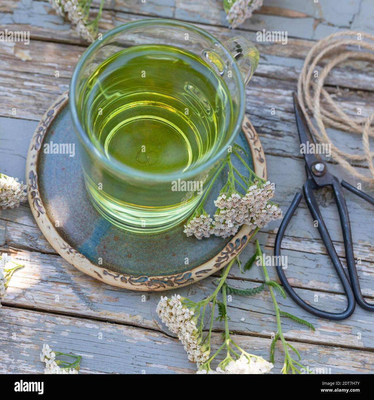 Yarrow común, milfoil (Achillea millefolium), té de yarrow selbmade, Alemania Foto de stock