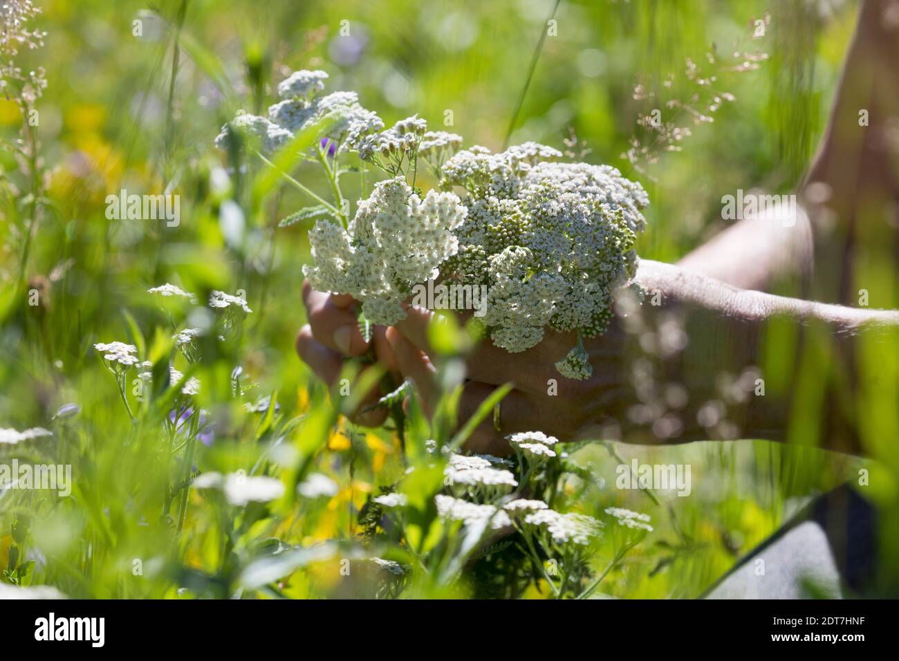 Yarrow común, milfoil (Achillea millefolium), cosecha de yarrow, yarrow floreciente se escoge, Alemania Foto de stock
