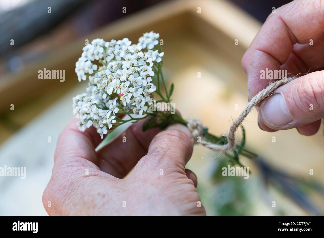 Yarrow común, milfoil (Achillea millefolium), pequeño ramo de yarrows está siendo atado, Alemania Foto de stock