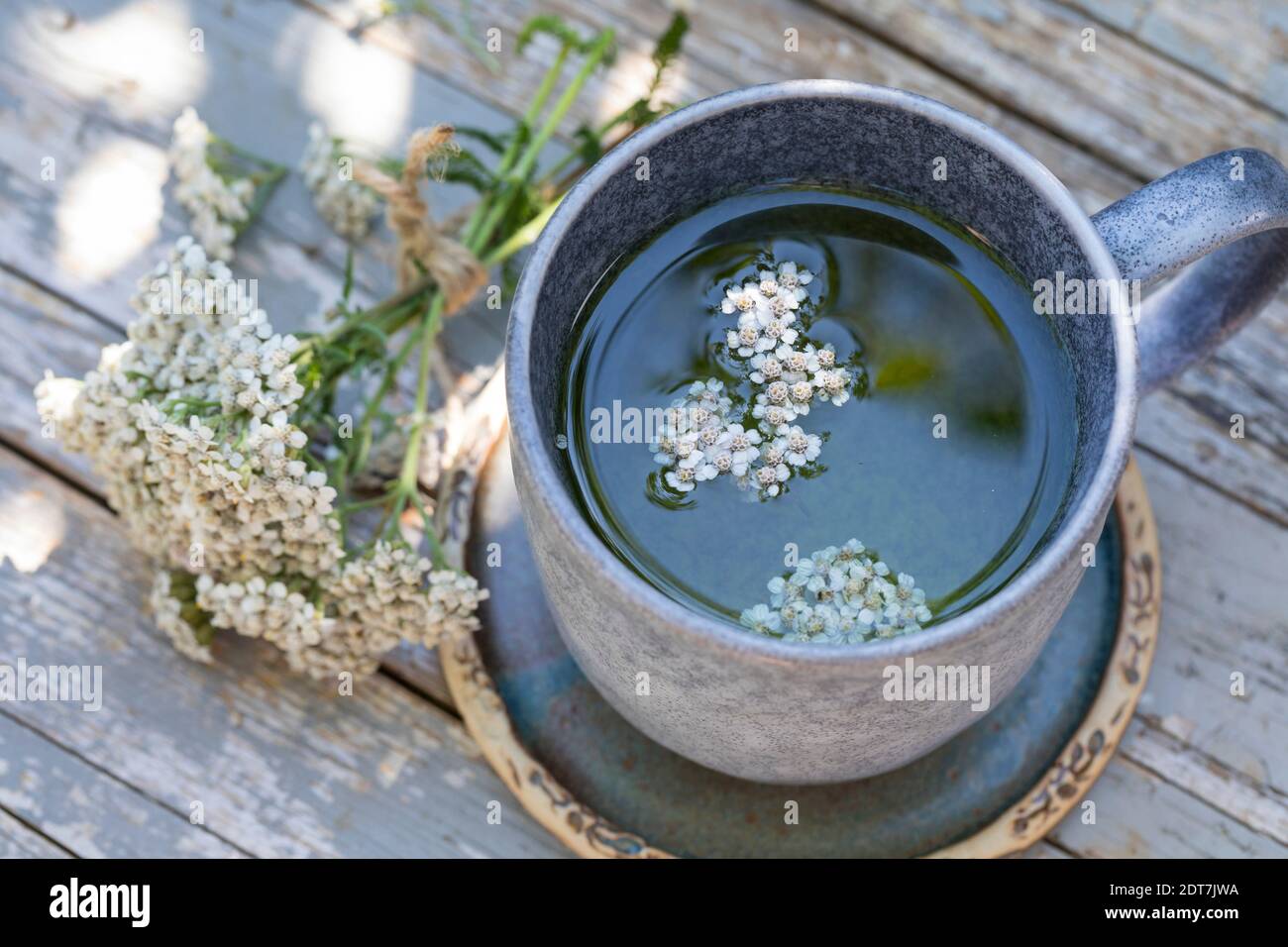 Yarrow común, milfoil (Achillea millefolium), té de yarrow selbmade, Alemania Foto de stock