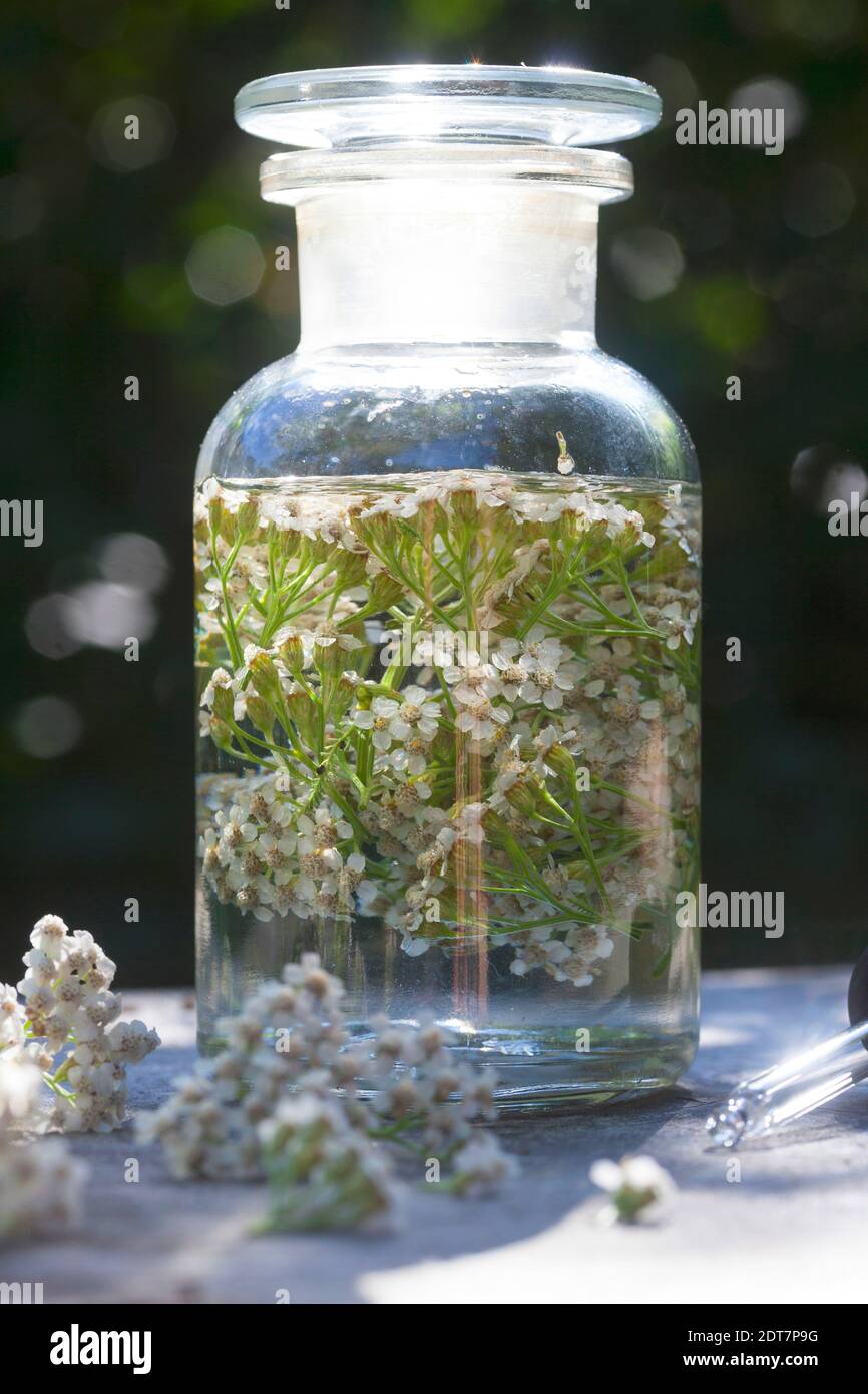 Yarrow común, milfoil (Achillea millefolium), tintura de yarrow auto-hecha, Alemania Foto de stock