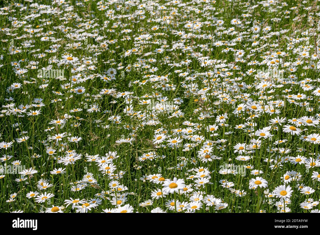 Foto de cuadro completo de plantas de flores blancas en el campo Fotografía  de stock - Alamy