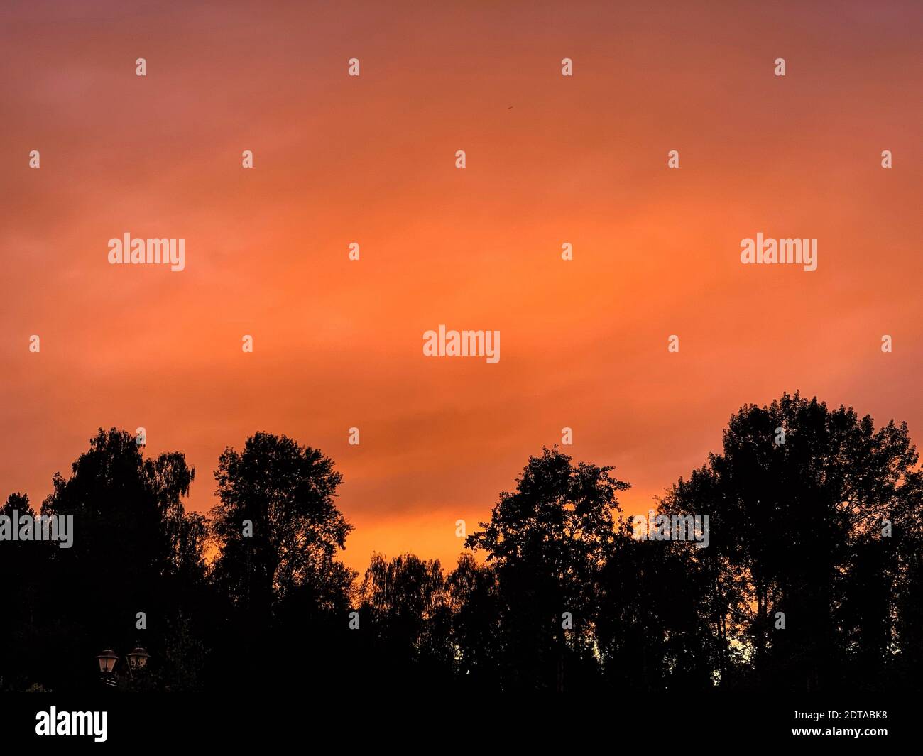 Ángulo de visión baja de silueta árboles contra el cielo naranja Foto de stock
