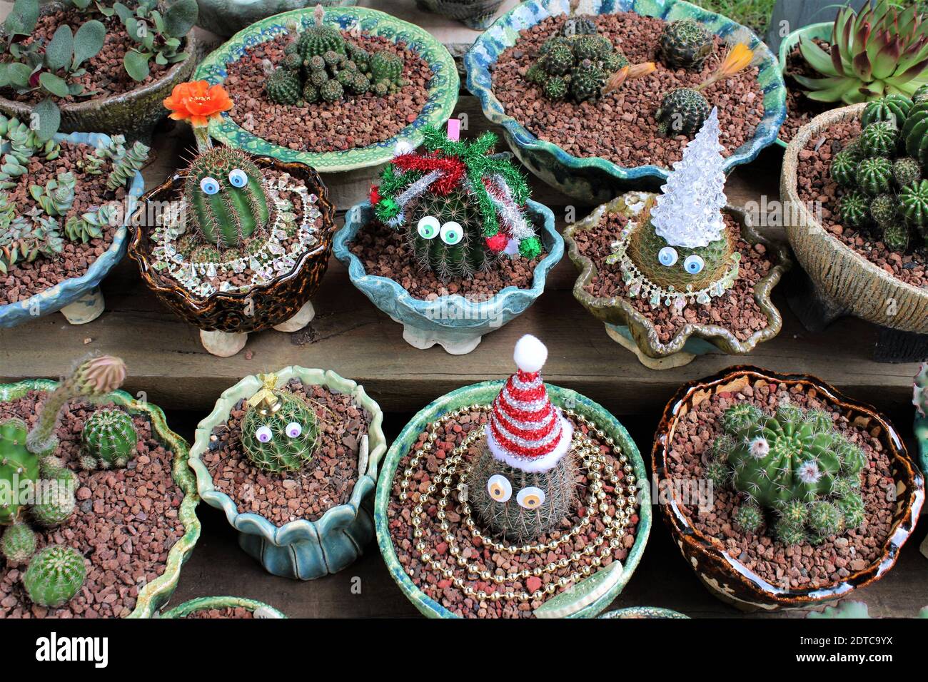 Colección de cactus de mi jardín, decorado con decoraciones navideñas. Foto de stock