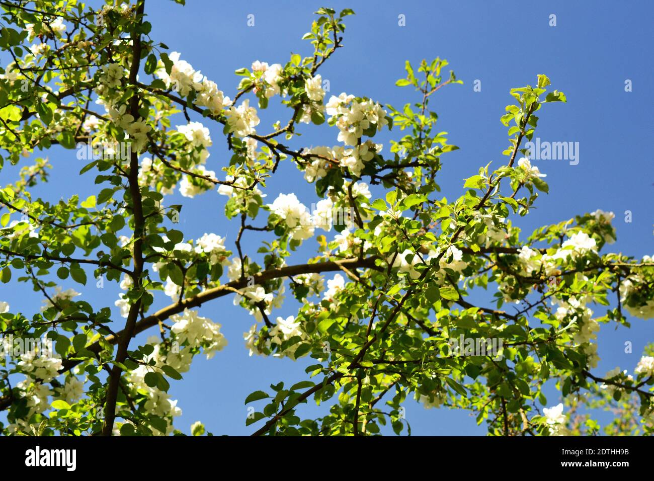 Ángulo de visión baja de árbol en flor contra el cielo Foto de stock