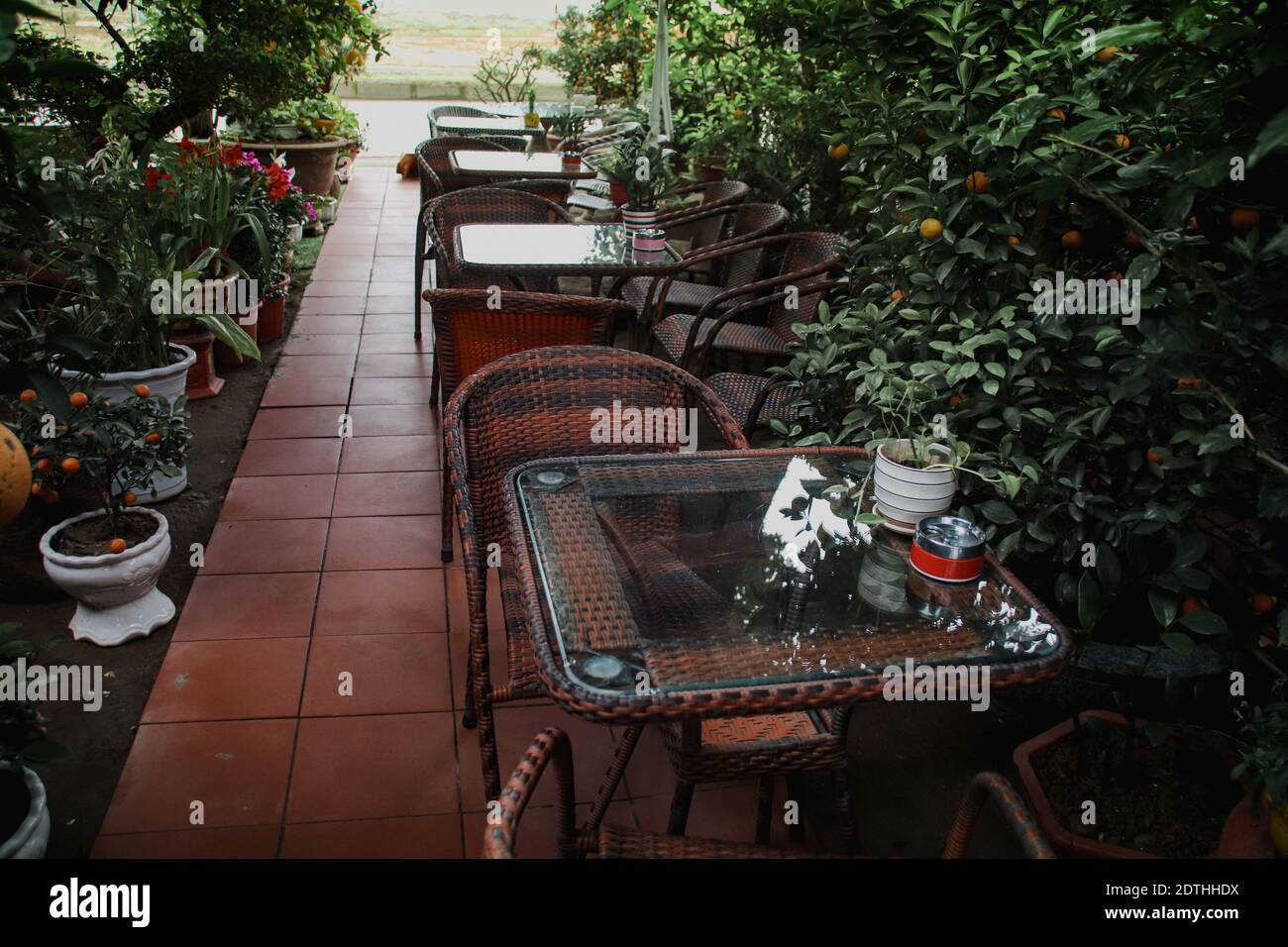 Acogedor pequeño jardín con terraza lleno de plantas tropicales para un espacio relajante para la casa durante el verano y la primavera Foto de stock