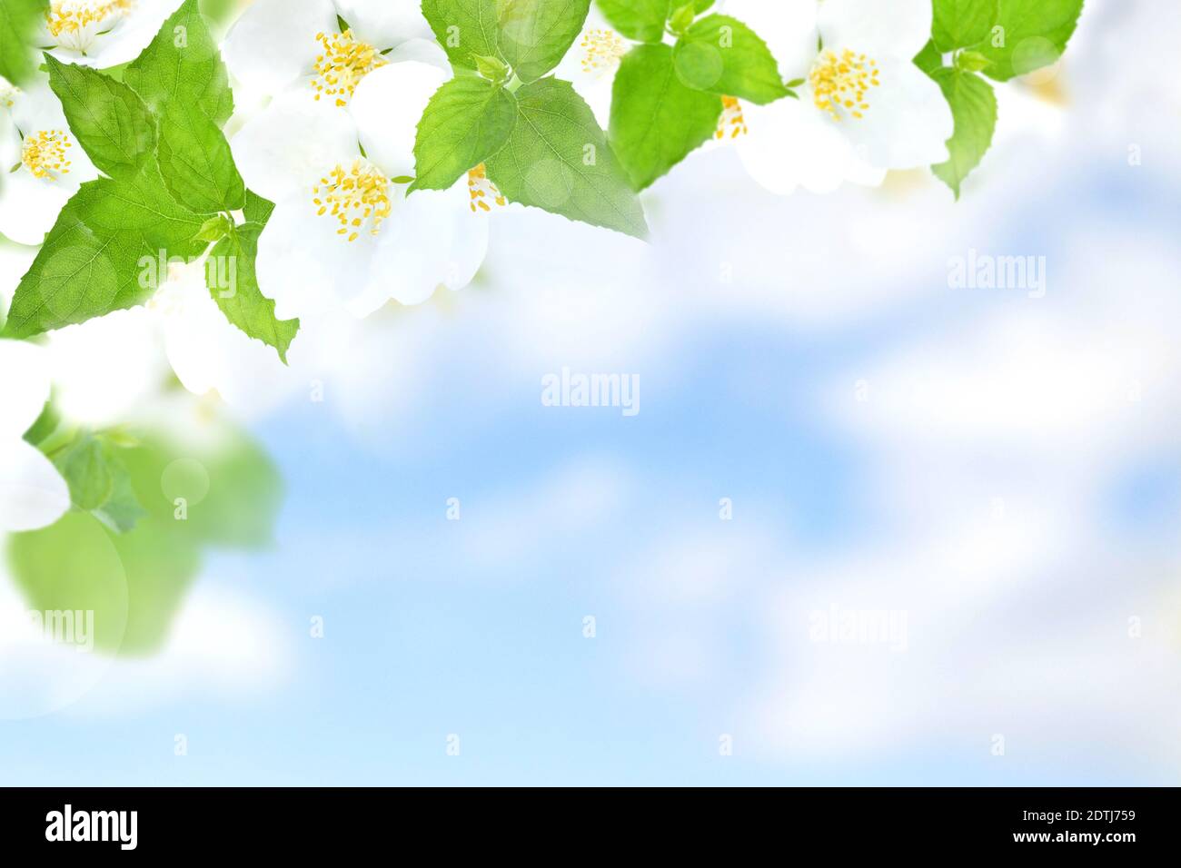 Jazmín flores y hojas contra el cielo azul. Fondos naturales abstractos  Fotografía de stock - Alamy