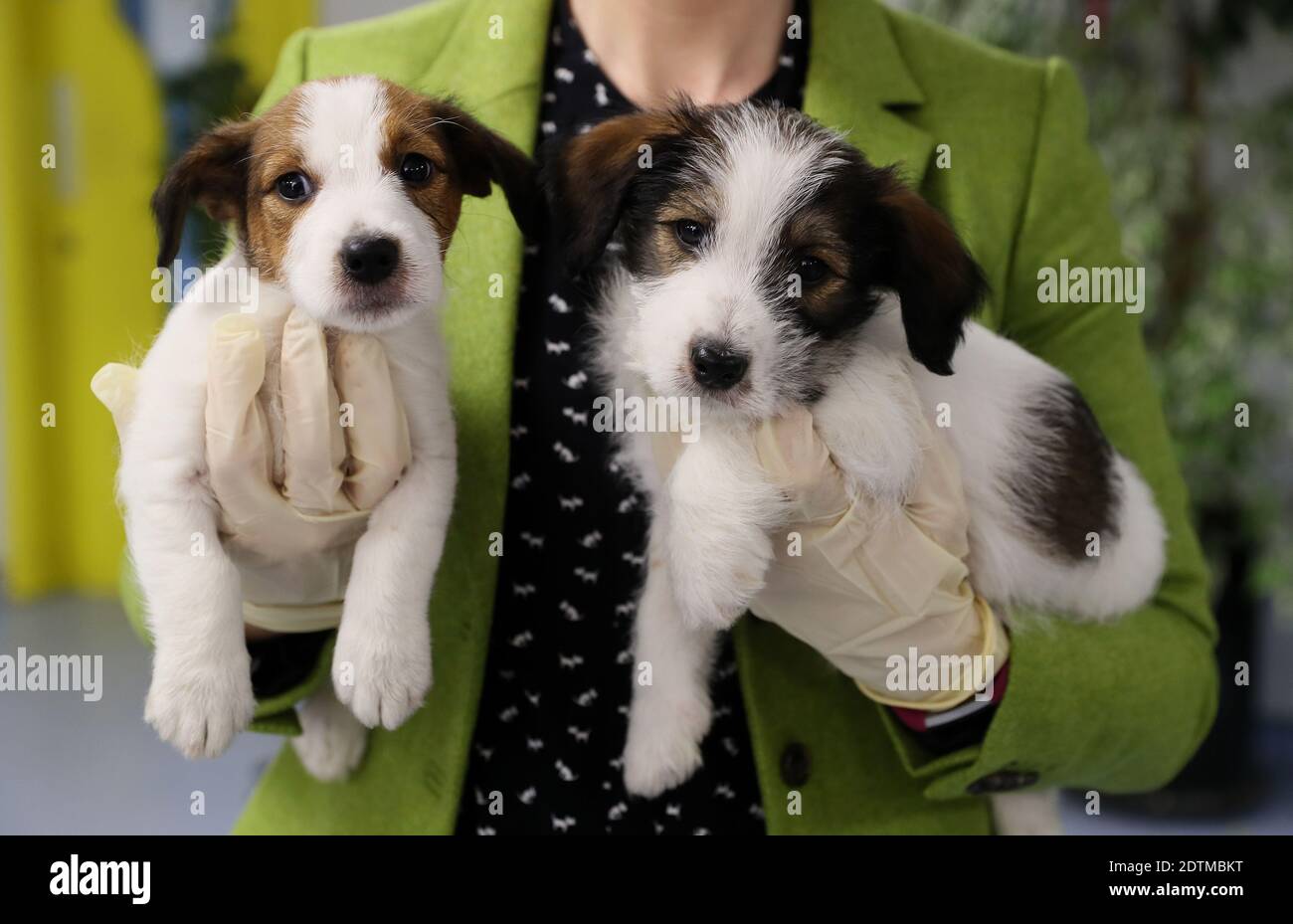 Becky Bristow, CEO de Dogs Trust Ireland, tiene dos de seis de una camada  accidental de cachorros de terrier cross en su centro de Dublín. La Sra.  Bristow ha dicho que el