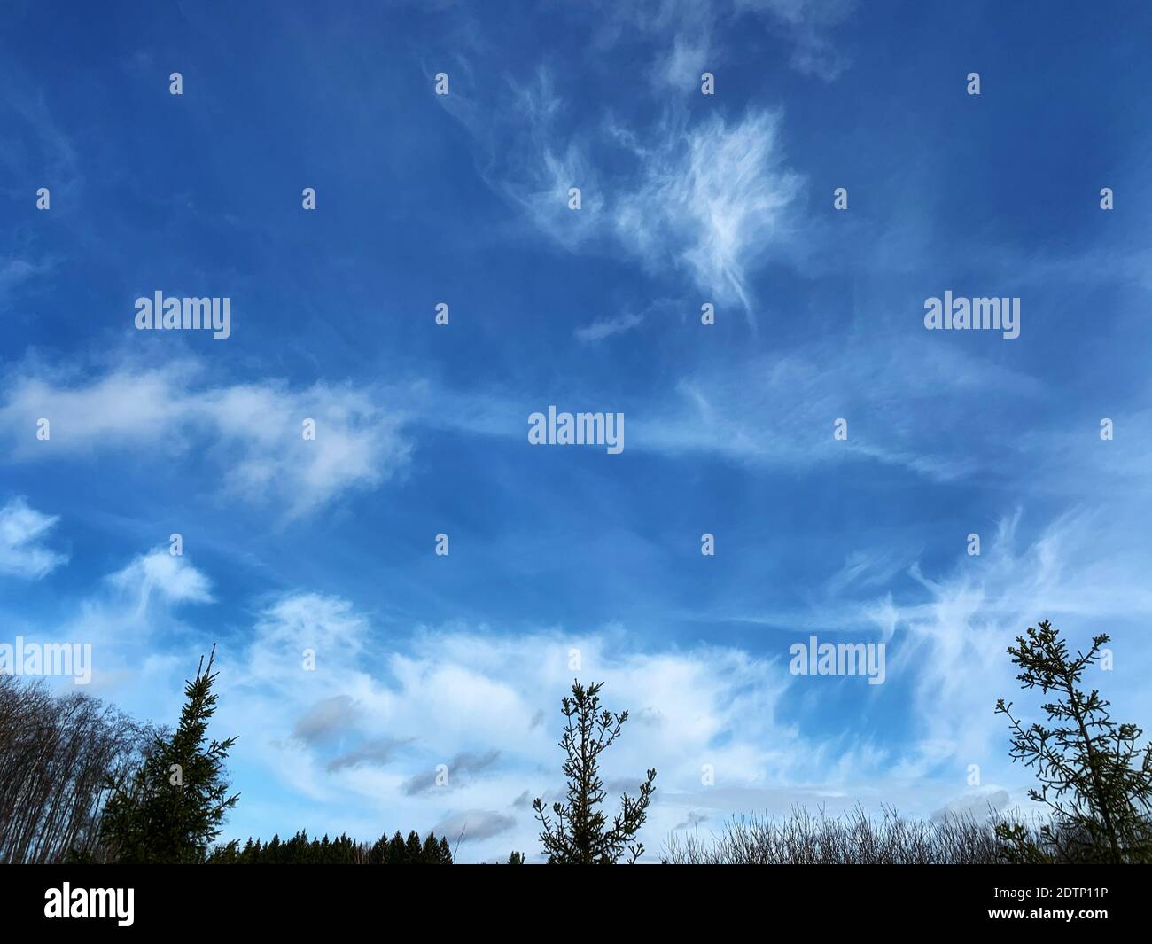 Ángulo de visión baja de árboles contra el cielo azul Foto de stock