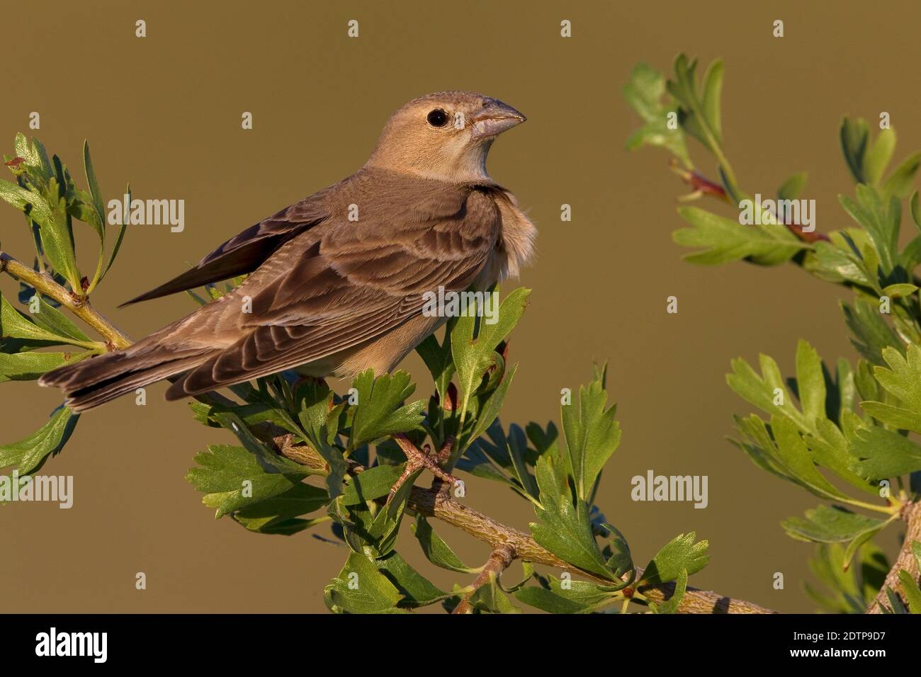 Pálido Rock Sparrow en Turquía. Encaramado en un arbusto. Foto de stock