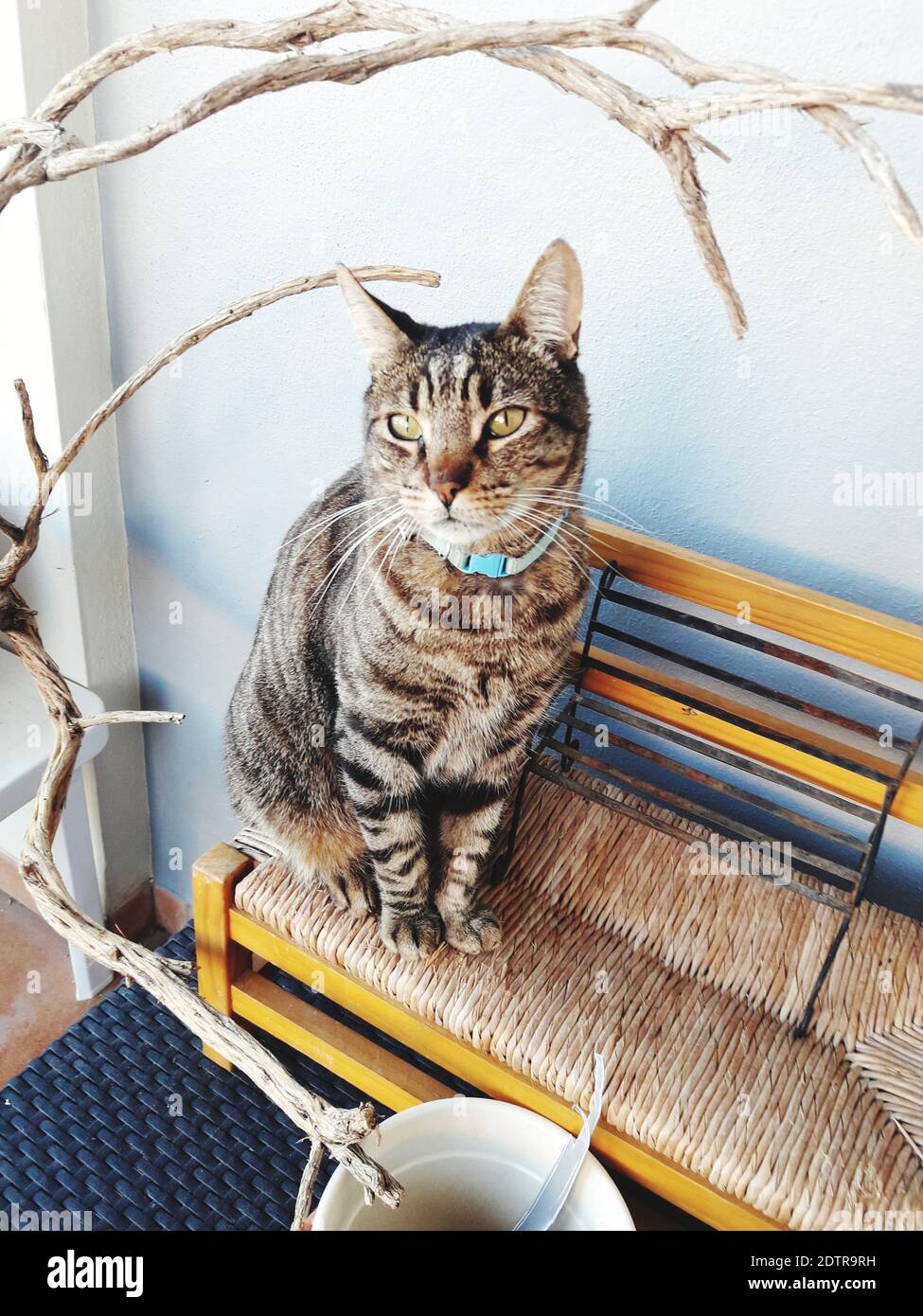 Retrato de Gato Sentado Contra la pared Fotografía de stock - Alamy