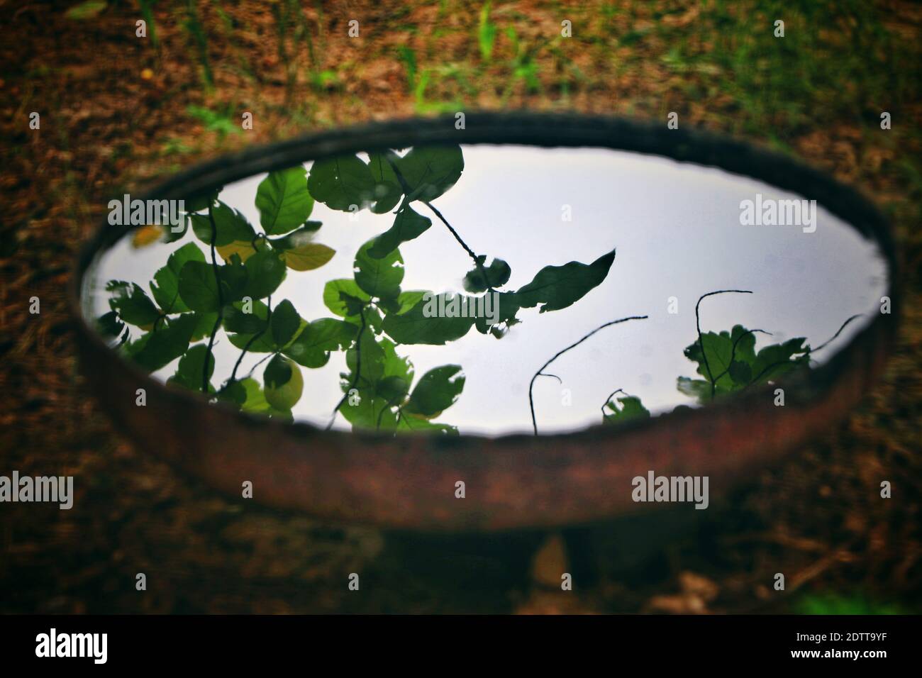 Vista en ángulo bajo de plantas vistas a través de un taladro metálico  Fotografía de stock - Alamy