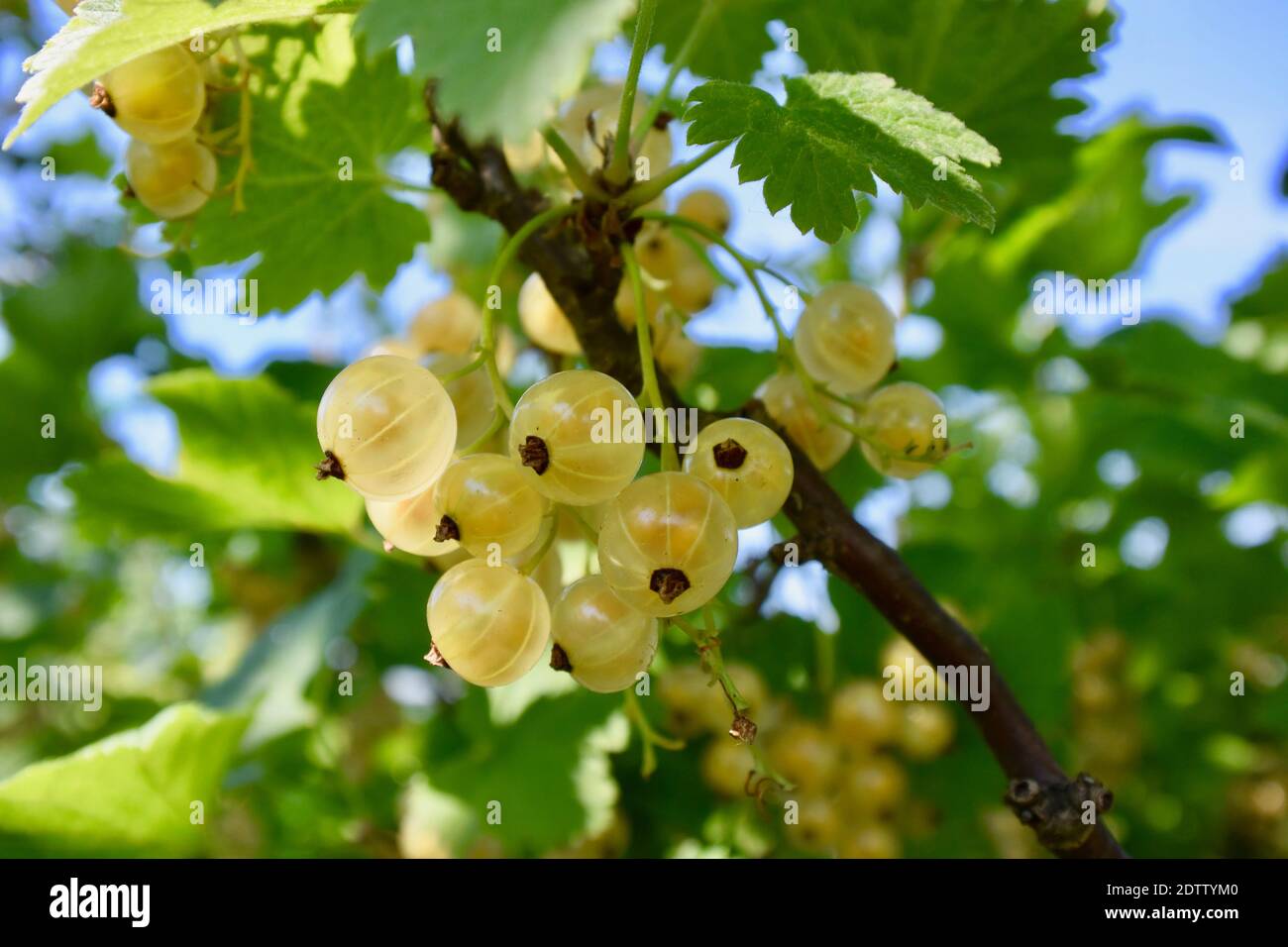 Grosella de flor blanca Fotos e Imágenes de stock - Alamy