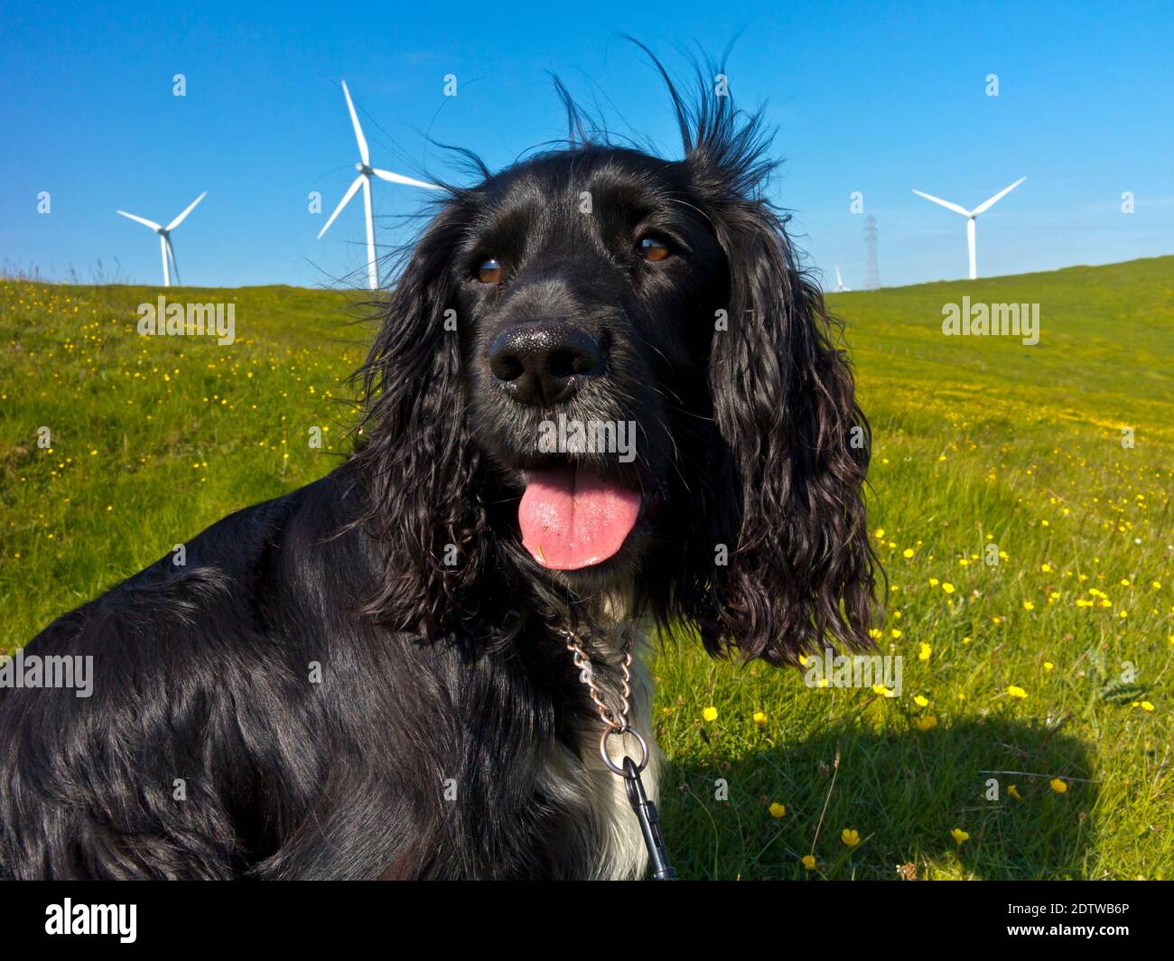 El perro de trabajo de cocker spaniel con pelo negro y pecho blanco en el campo jadeando en un caluroso día de verano con turbinas de viento en el fondo. Foto de stock