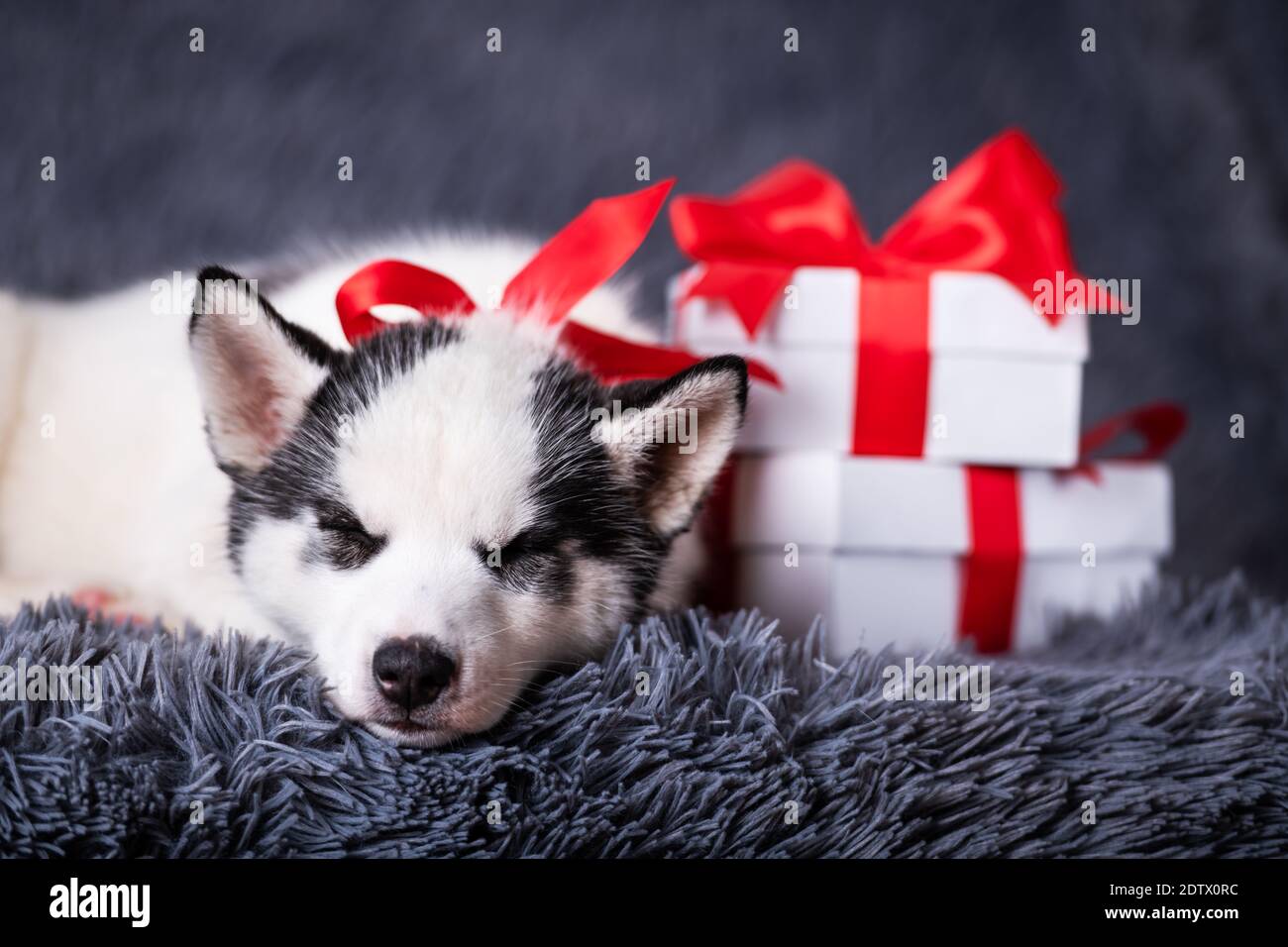 Un pequeño perro blanco cachorro raza de cúscaras siberianas con arco rojo  y cajas de regalo dormir sobre alfombra gris. Perfecto regalo de cumpleaños  y Navidad para su hijo Fotografía de stock -