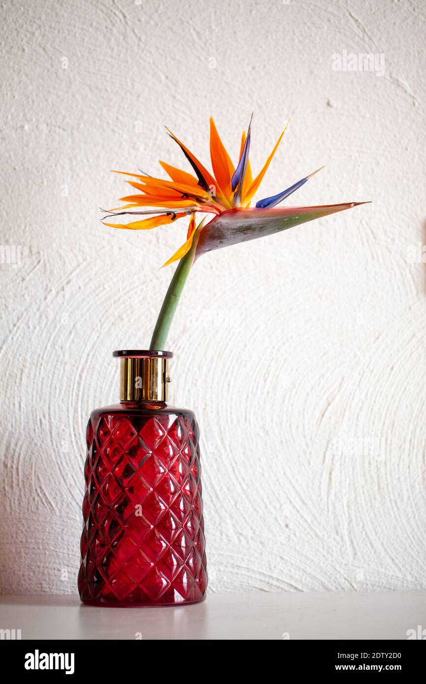 Hermoso colorido, aves del paraíso, Strelitzia reginae, flor sobre fondo  blanco y un jarrón rojo en un acogedor interior. Foto de alta calidad  Fotografía de stock - Alamy