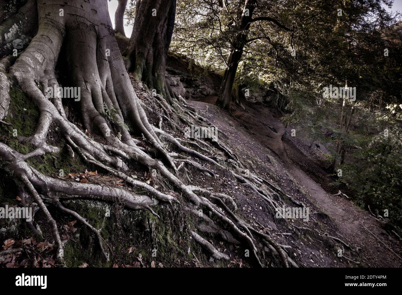 Raíces y crags del árbol de haya sobre el sendero, Alderley Edge, Cheshire, Inglaterra, Reino Unido Foto de stock