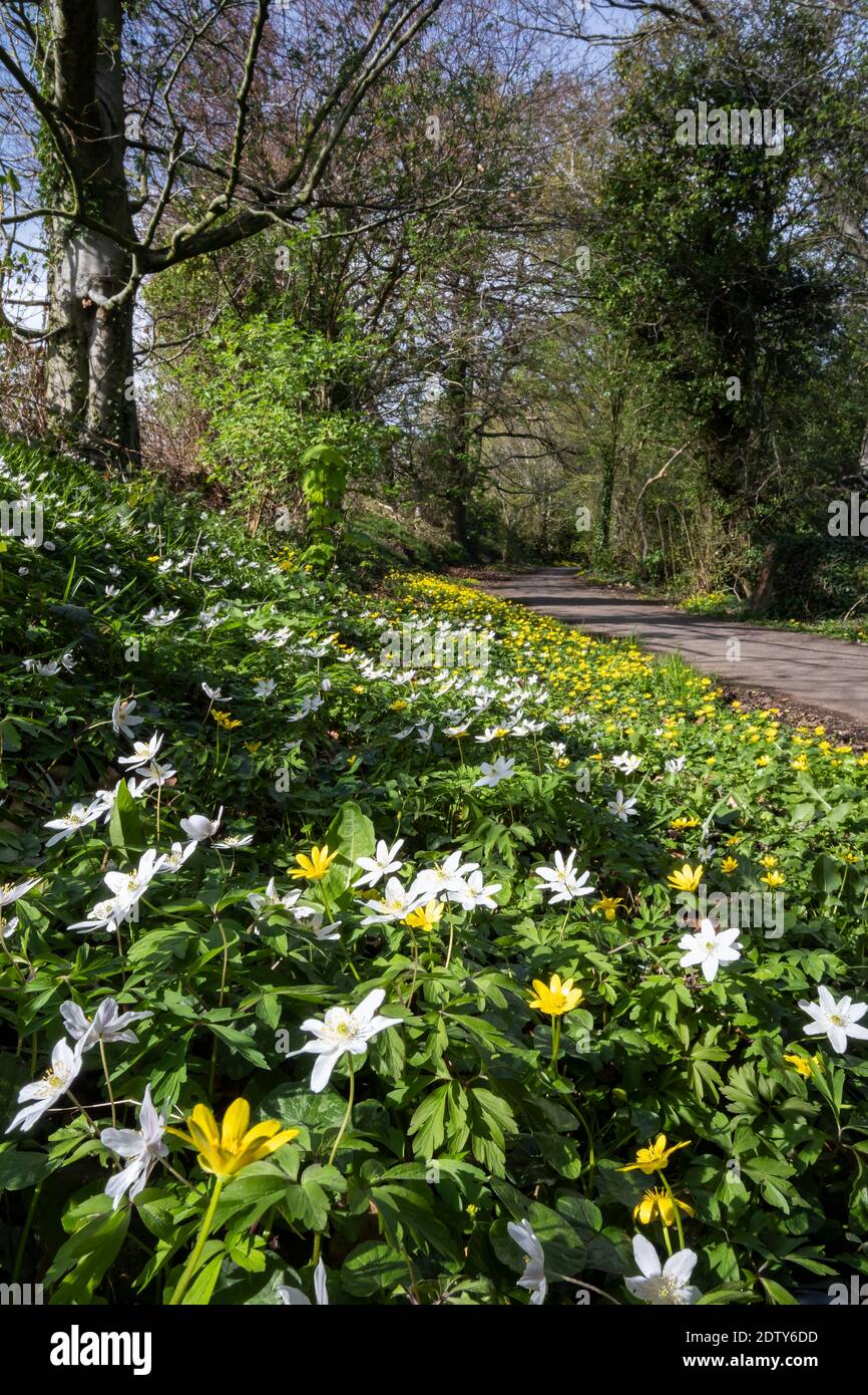 Flores silvestres que flanquean un sendero, Vale Royal Woods, Cheshire, Inglaterra, Reino Unido Anemones Madera y menor Celandine Foto de stock