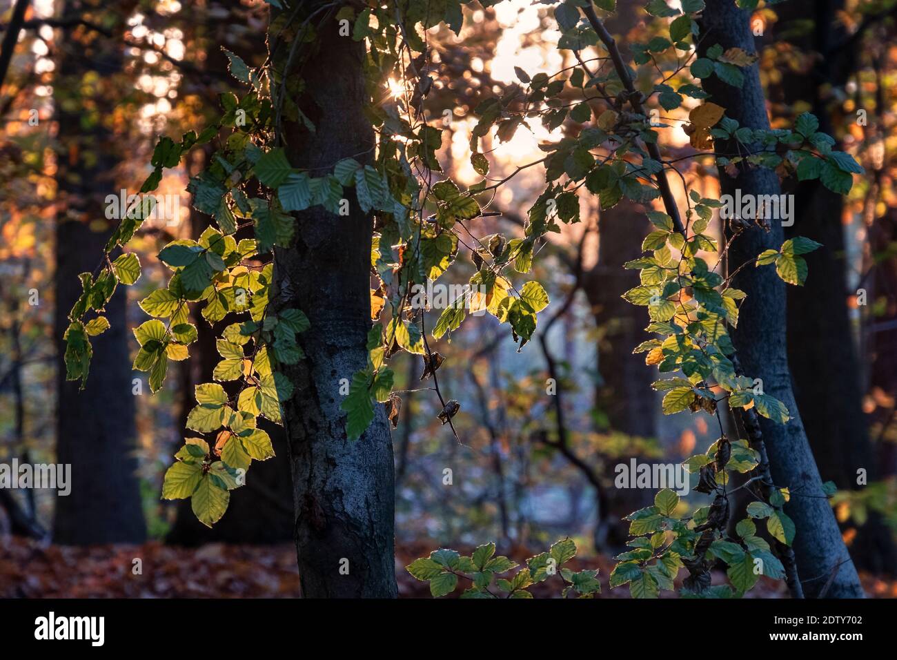 La belleza de los árboles, árboles de haya retroiluminados en el bosque de Delamere, Cheshire, Inglaterra, Reino Unido Foto de stock