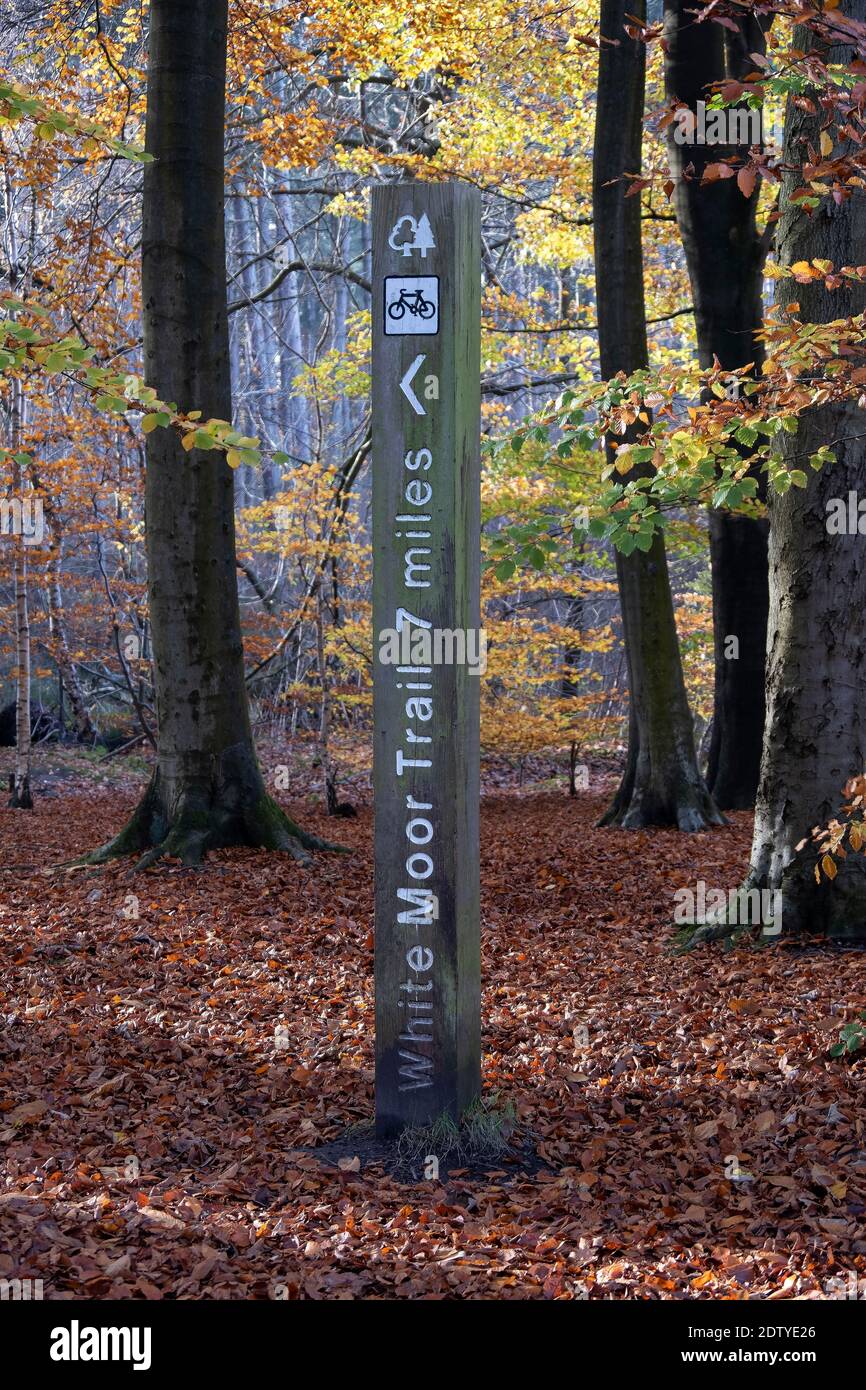 Señalización de senderos en Delamere Forest en otoño, Delamere Forest, Cheshire, Inglaterra, Reino Unido Foto de stock