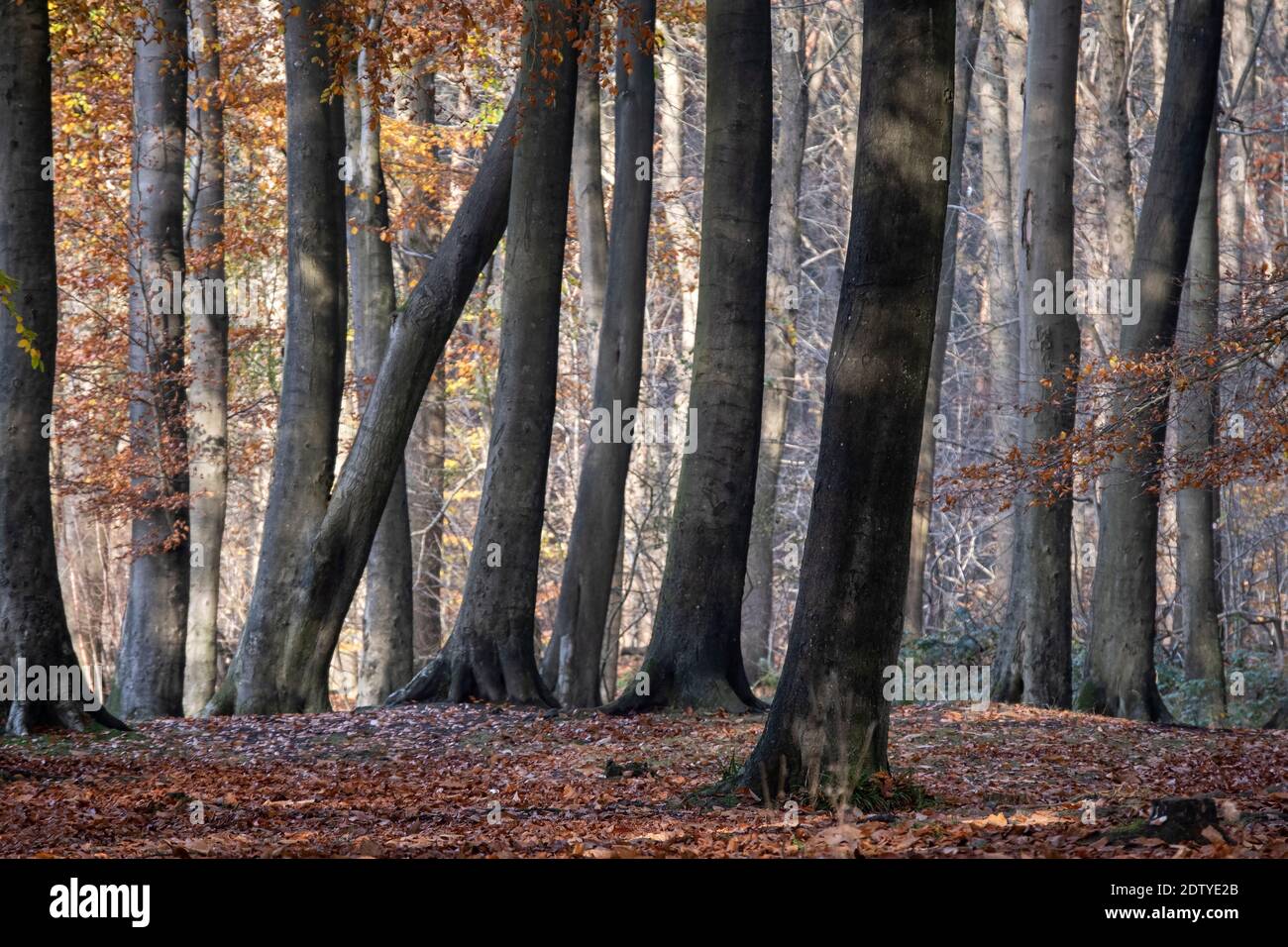 Los árboles de haya en el bosque de Delamere en otoño, el bosque de Delamere, Cheshire, Inglaterra, Reino Unido Foto de stock