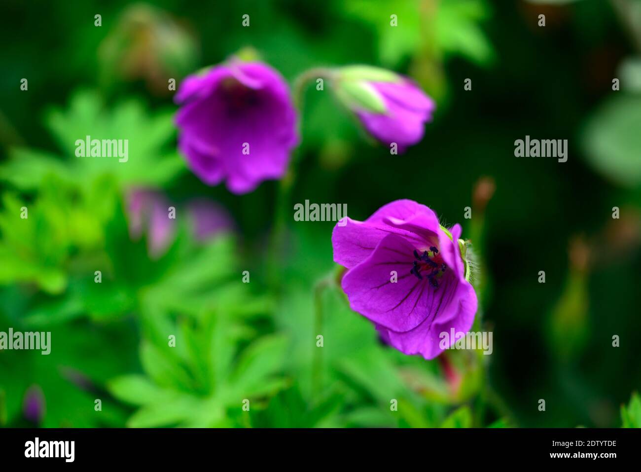 Flor púrpura geranios fotografías e imágenes de alta resolución - Alamy