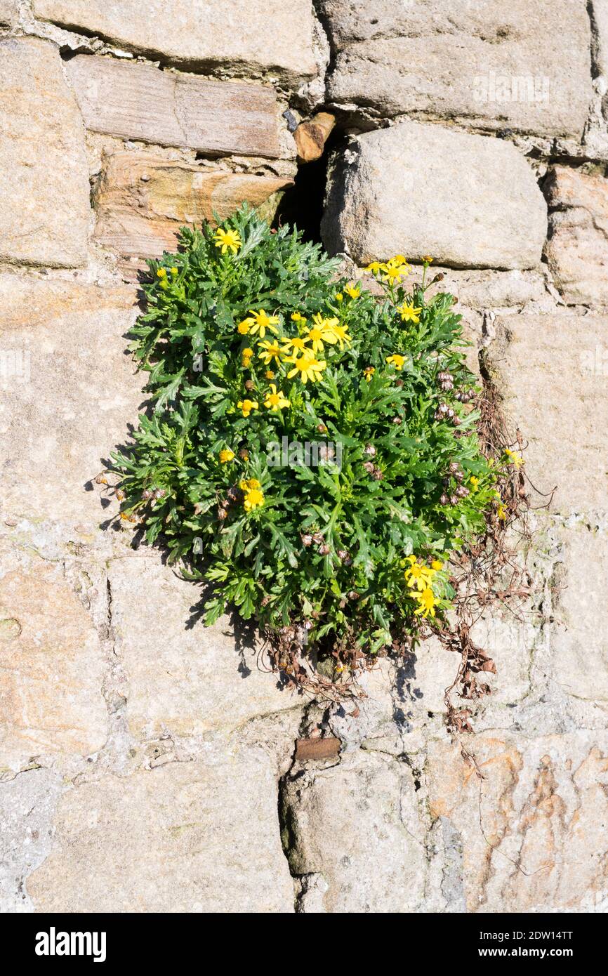 Ragwort amarillo creciendo dentro de una grieta en una pared de piedra, Inglaterra, Reino Unido Foto de stock