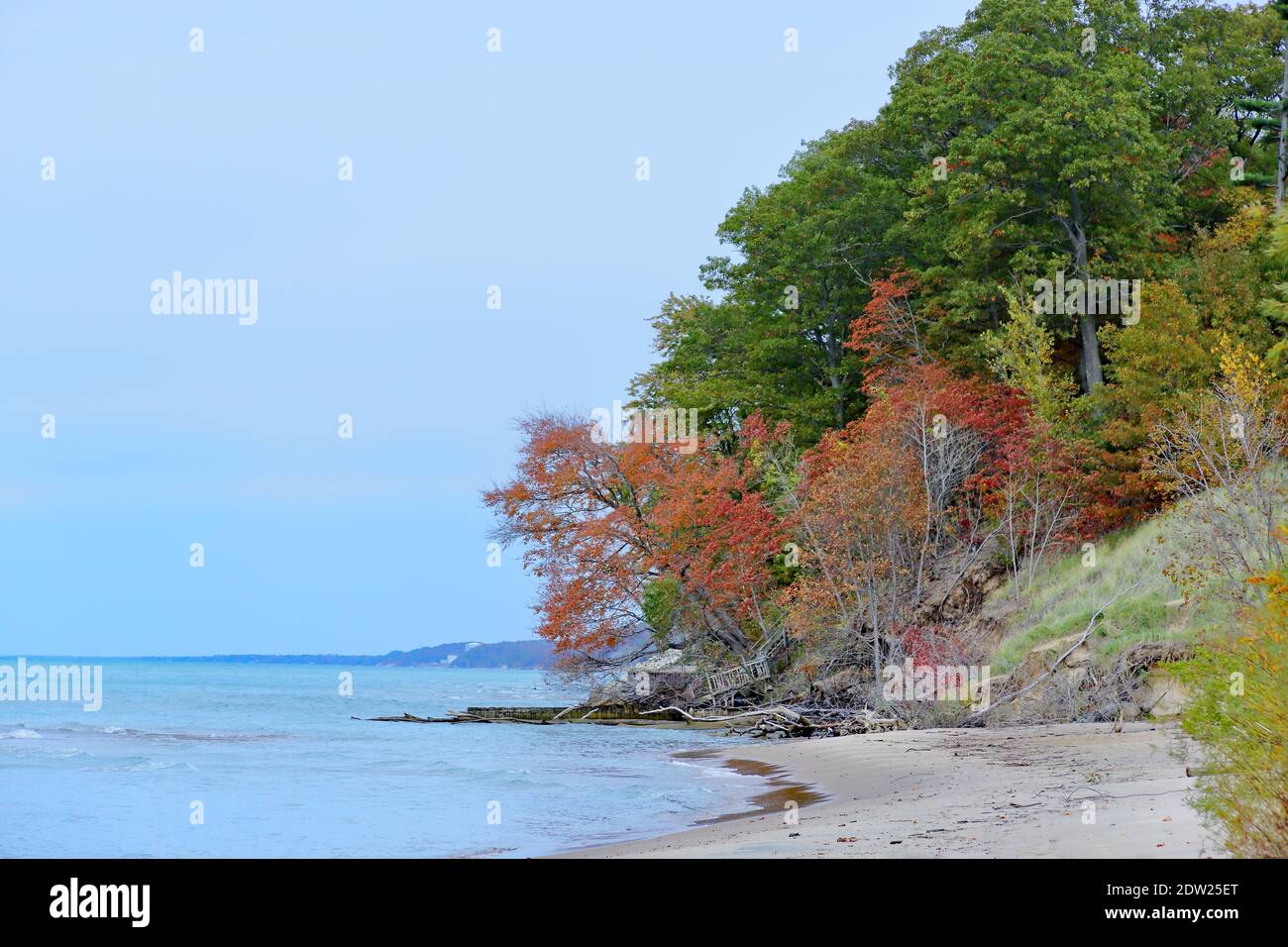 Roble en colores otoñales a lo largo de la orilla del lago Michigan Foto de stock