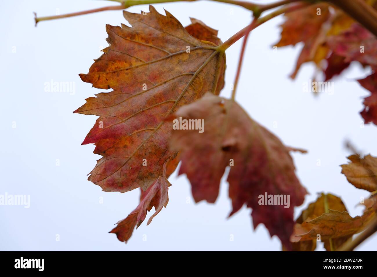 Hojas De Parra Secas Fotos e Imágenes de stock Alamy