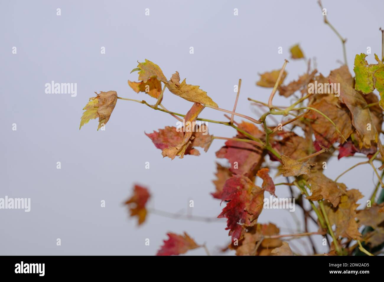 Hojas De Parra Secas Fotos e Imágenes de stock Alamy