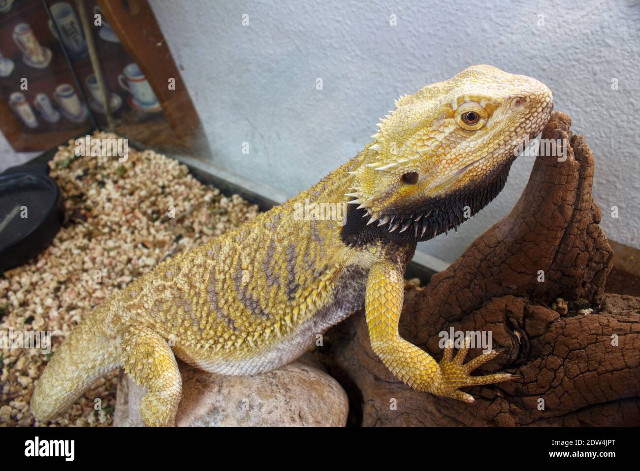 pogona o reptil de dragón barbudo en su terrario, Pogona vitticeps Foto de stock