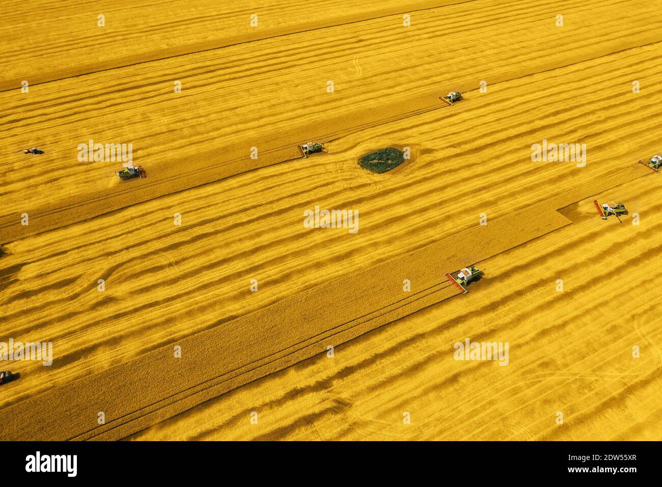 Cosechadoras y cosechadoras que trabajan en el campo de trigo de color amarillo o Fortuna Gold de moda, vista aérea. Foto de stock