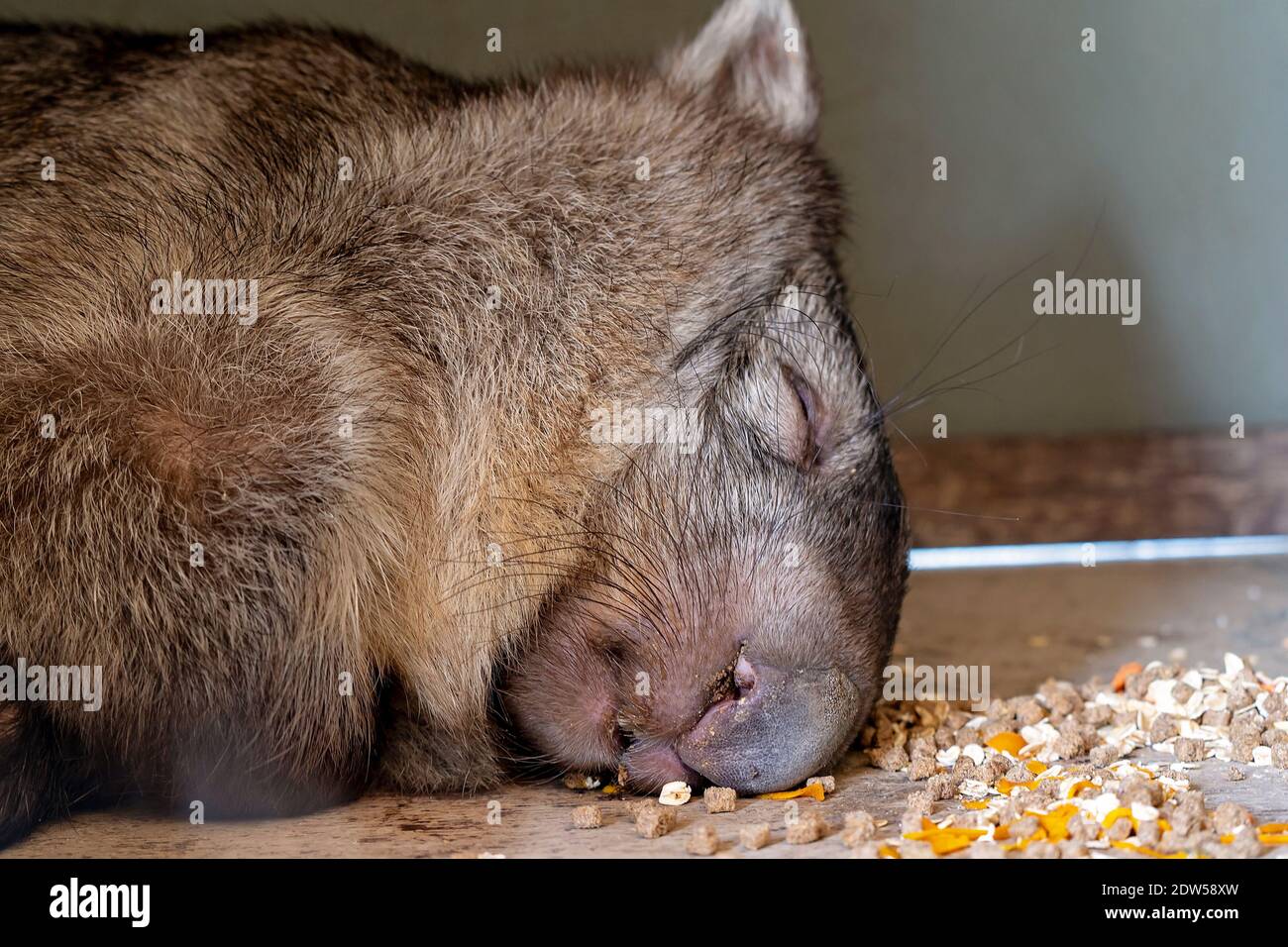 Un lindo wombat durmiendo descansando su cabeza entre su comida Fotografía  de stock - Alamy