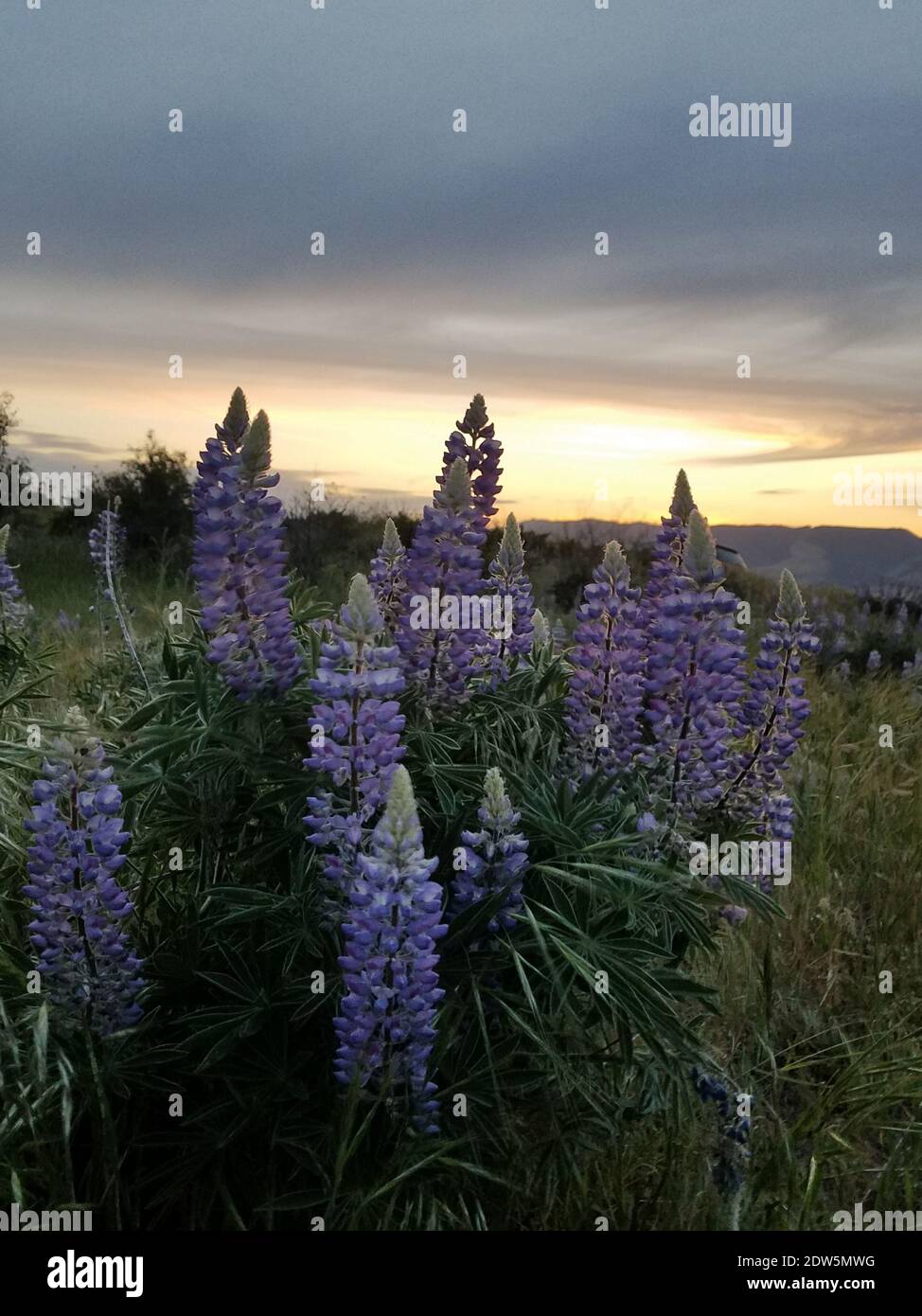 Plantas de flores moradas en el campo contra el cielo durante la puesta de  sol Fotografía de stock - Alamy