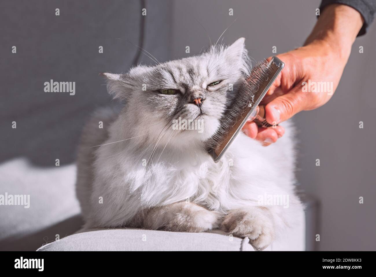 Hombre peinando a su gato persa gris. Dulce gato disfrutando mientras se cepilla. Foto de stock