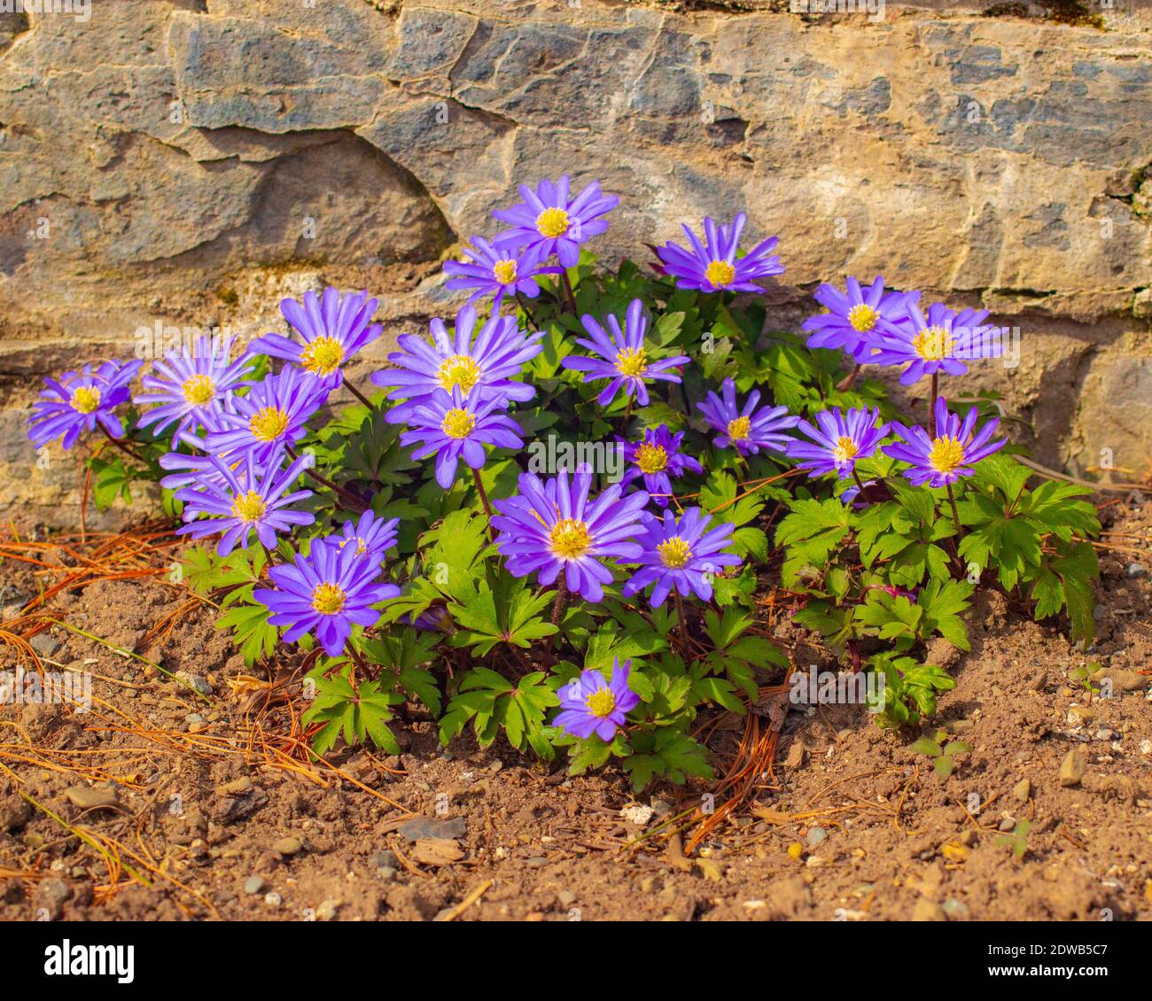 Primer plano de plantas de flores moradas en tierra Fotografía de stock -  Alamy