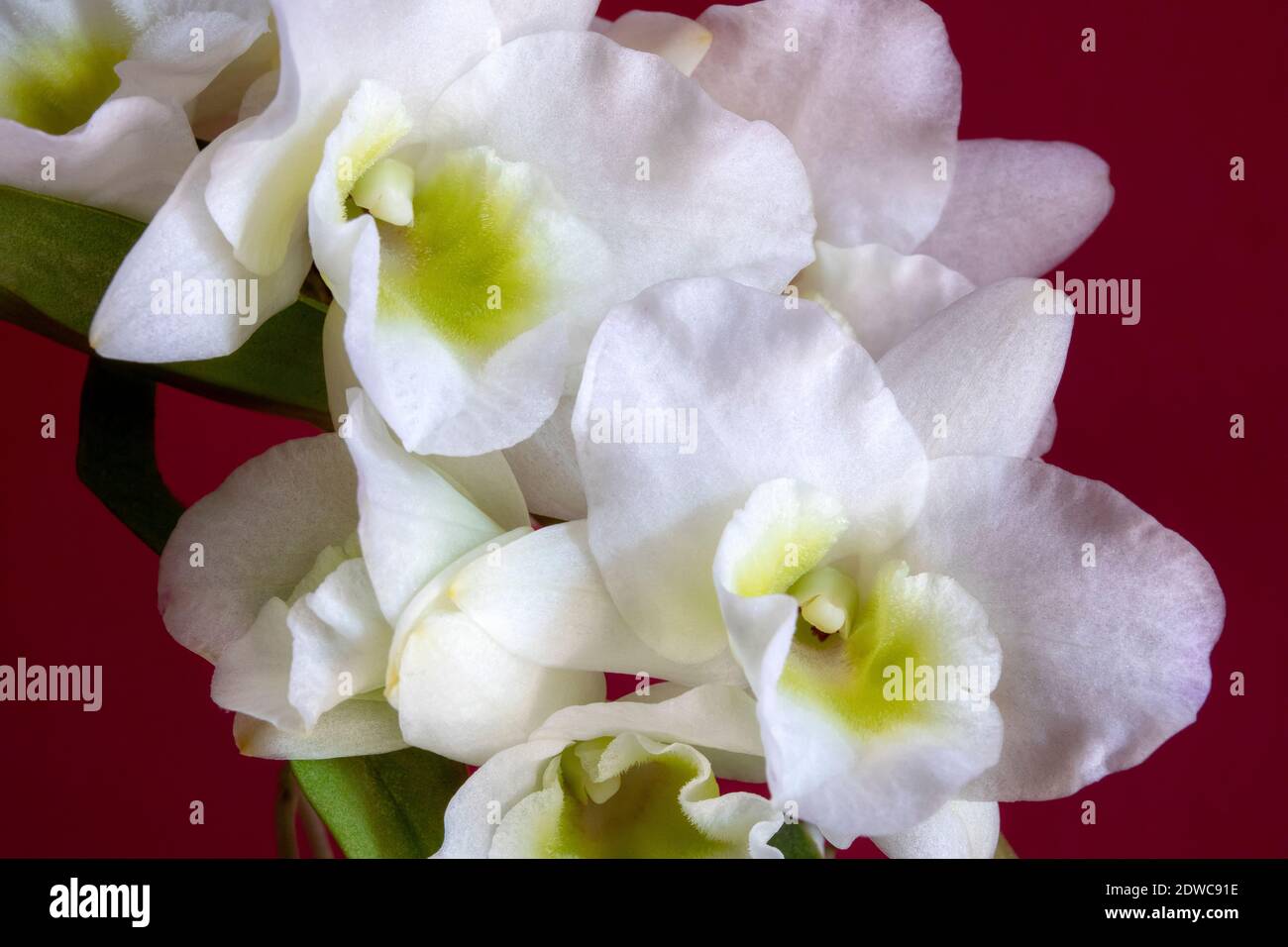 Inflorescencia de orquídeas con Flores Blancas. Rama de Orquídea con Flores  y yemas Fotografía de stock - Alamy