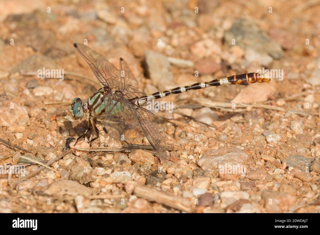 Serpent Ringtail Dragonfly macho, Erpetogomphus lampropeltis, Gomphidae. Foto de stock
